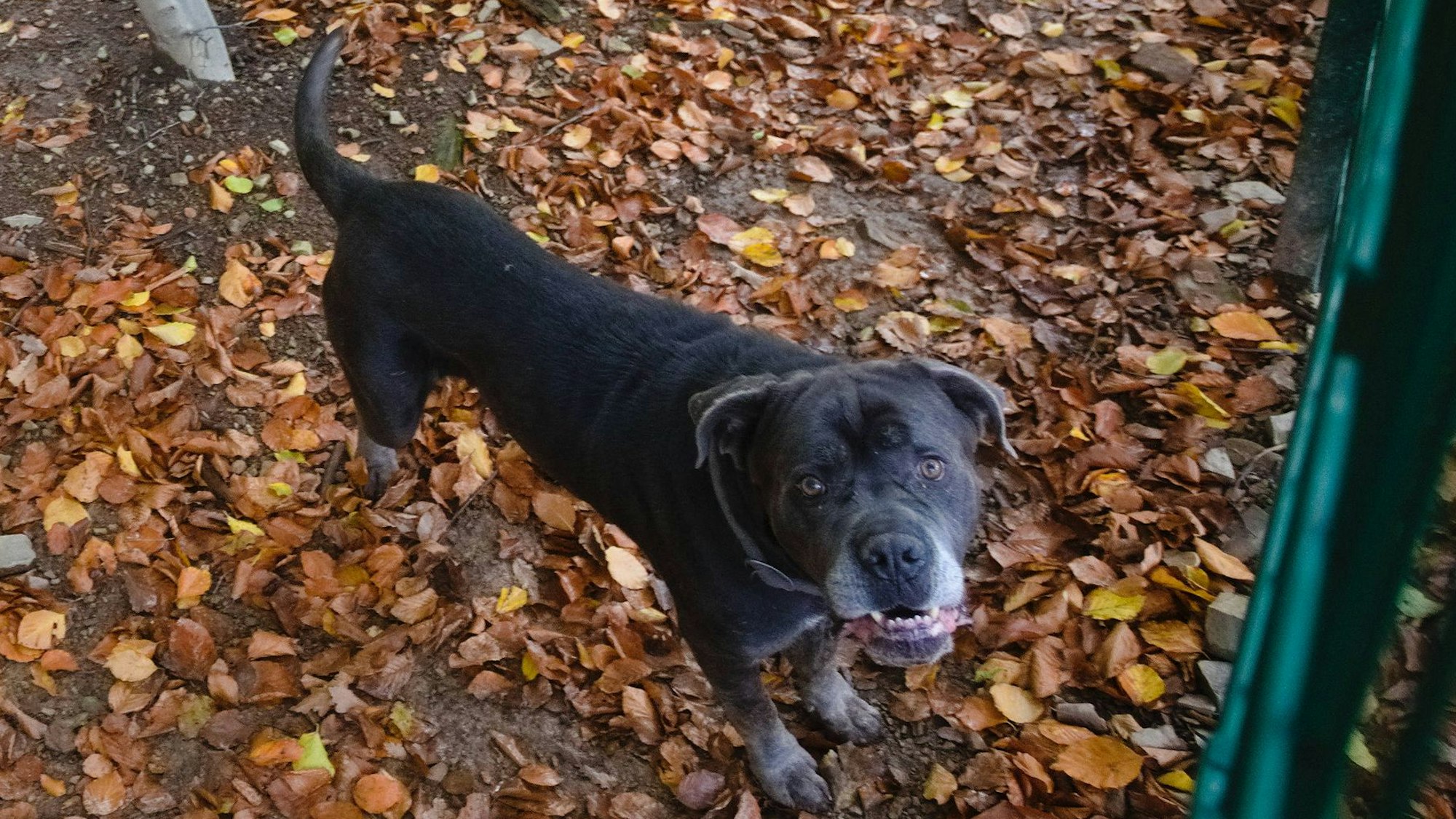 Auch Einzelgehege gibt es in der Hundepflegestation, in einem davon lebt der Cane Corso mit dem Namen Nox.