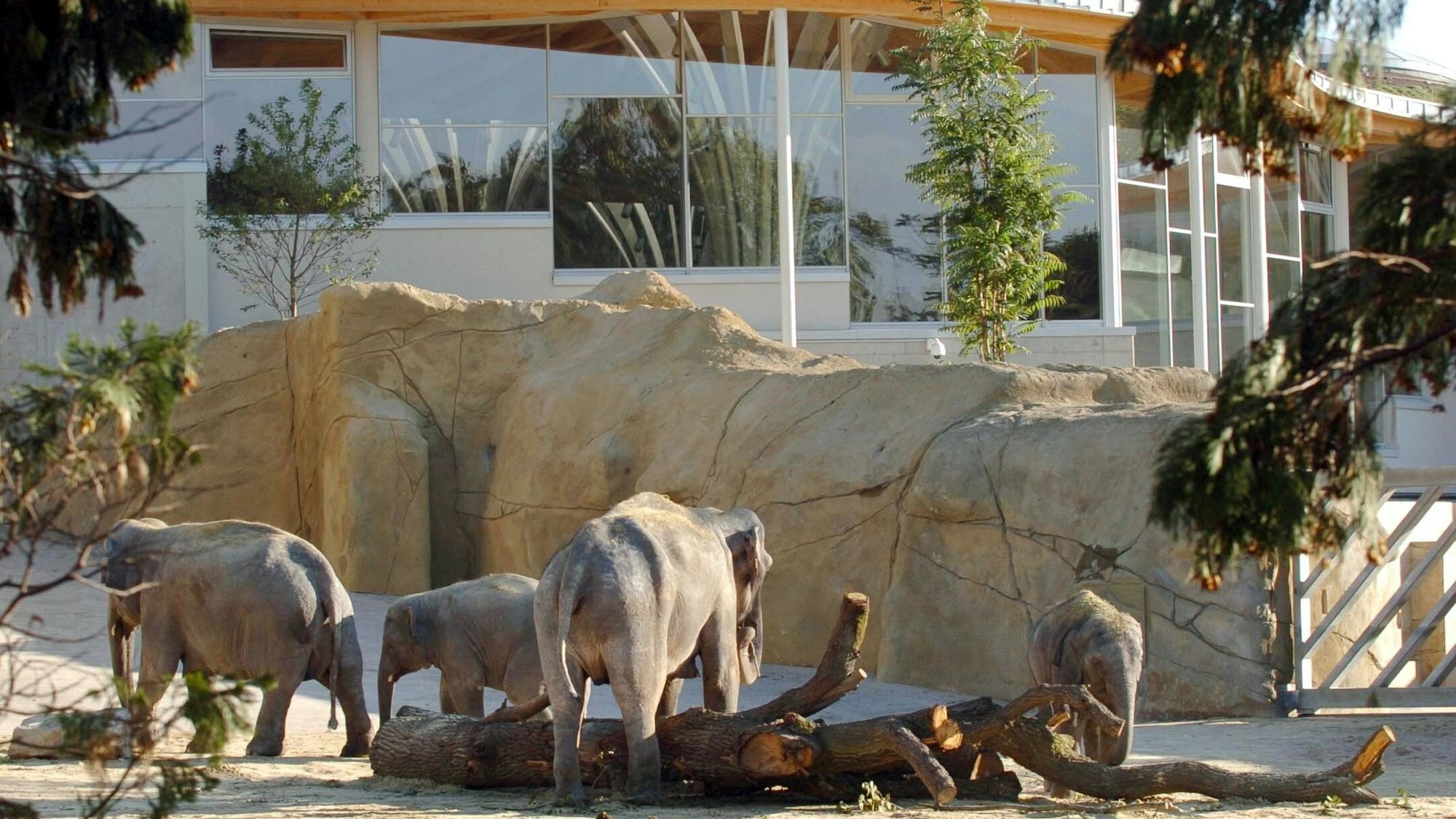 Der Elefantenpark im Kölner Zoo