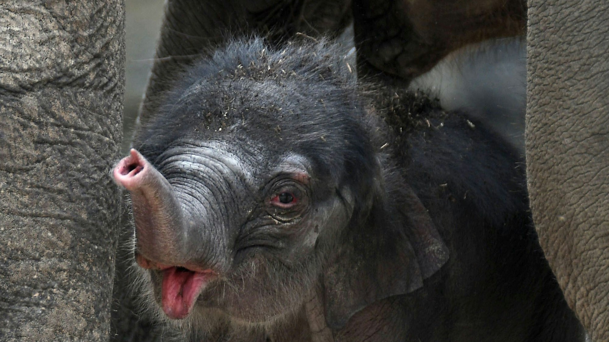 Der kleine Elefantenbulle «Kitai» steht am 08.06.2017 im Zoo in Köln (Nordrhein-Westfalen) in seinem Gehege.