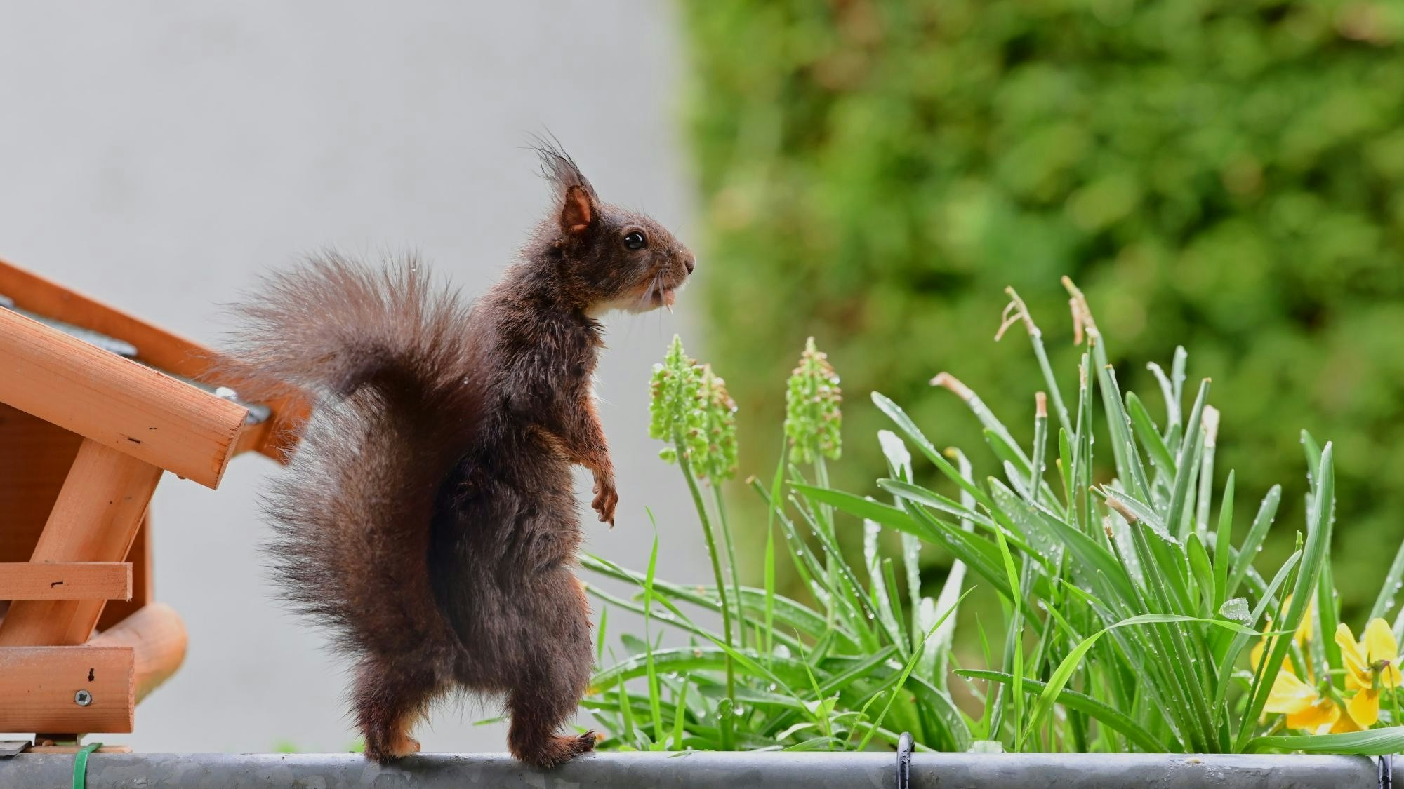 Ein Eichhörnchen sitzt auf dem Geländer eines Balkons in Odenthal.