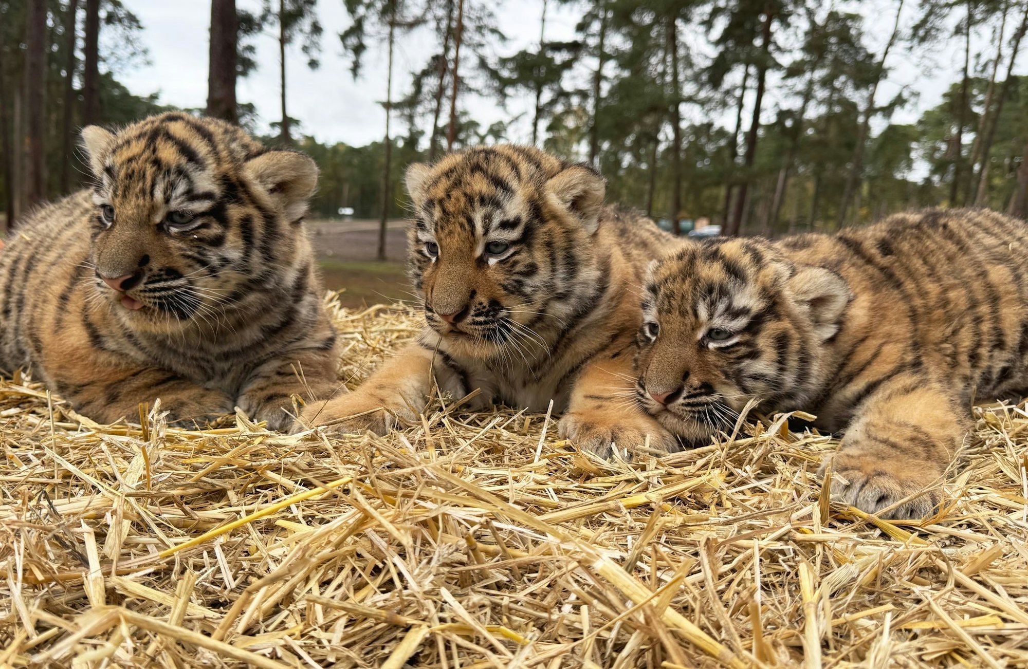 Diese drei Tigerbabys wurden im Serengeti-Park in Hodenhagen geboren.