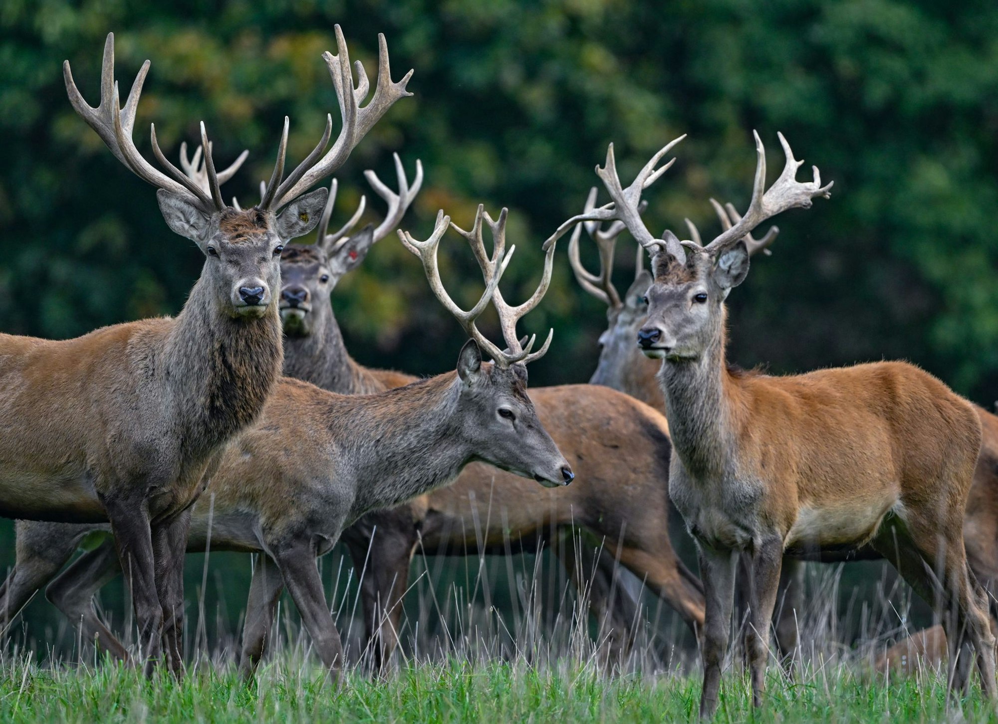 Der Rothirsch ist zum Tier des Jahres 2026 gewählt worden. (Archivbild)