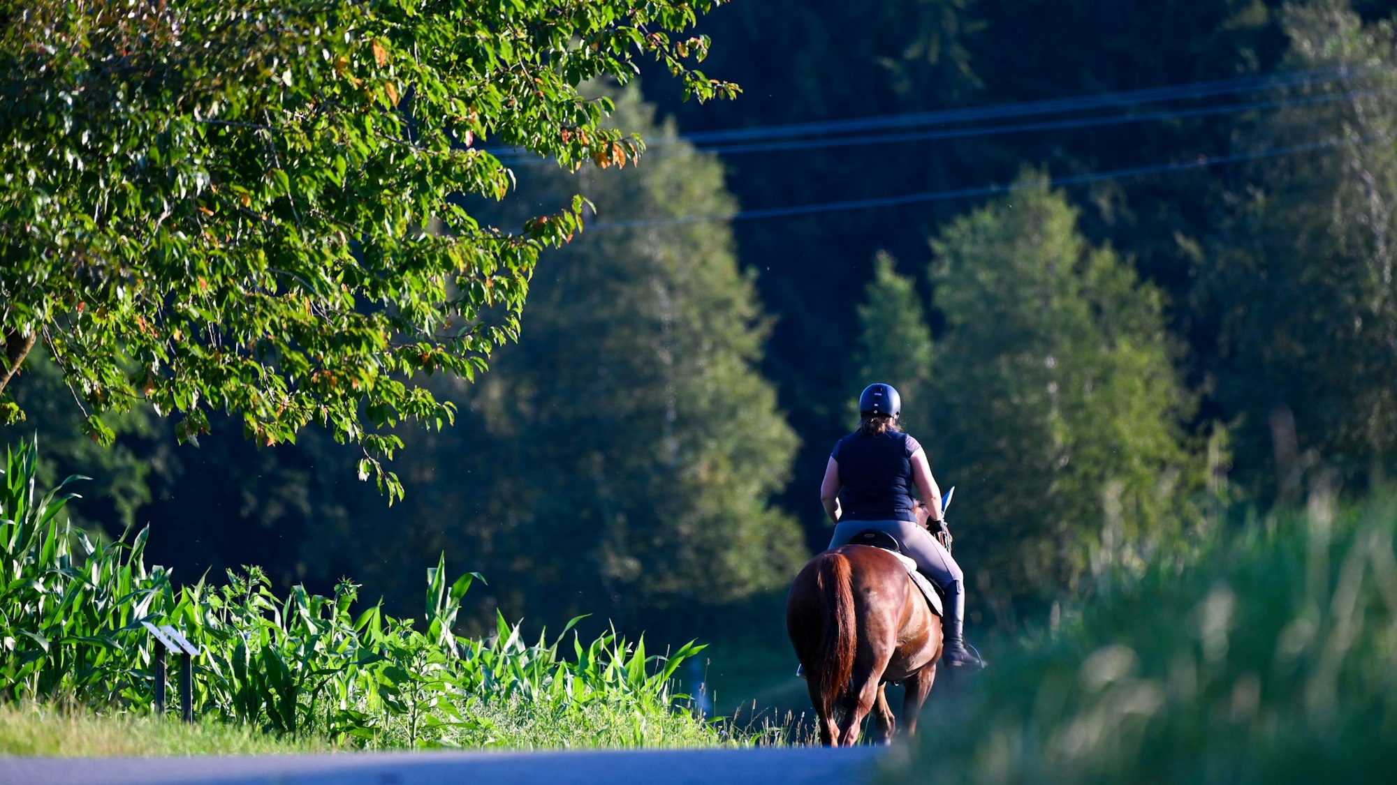 Eine Frau reitet auf ihrem Pferd kurz nach Sonnenaufgang durch die hügelige Landschaft. Heute soll der heißeste Tag der Woche sein. Bis zu 38 Grad Celsius werden im Süden erwartet. +++ dpa-Bildfunk +++
