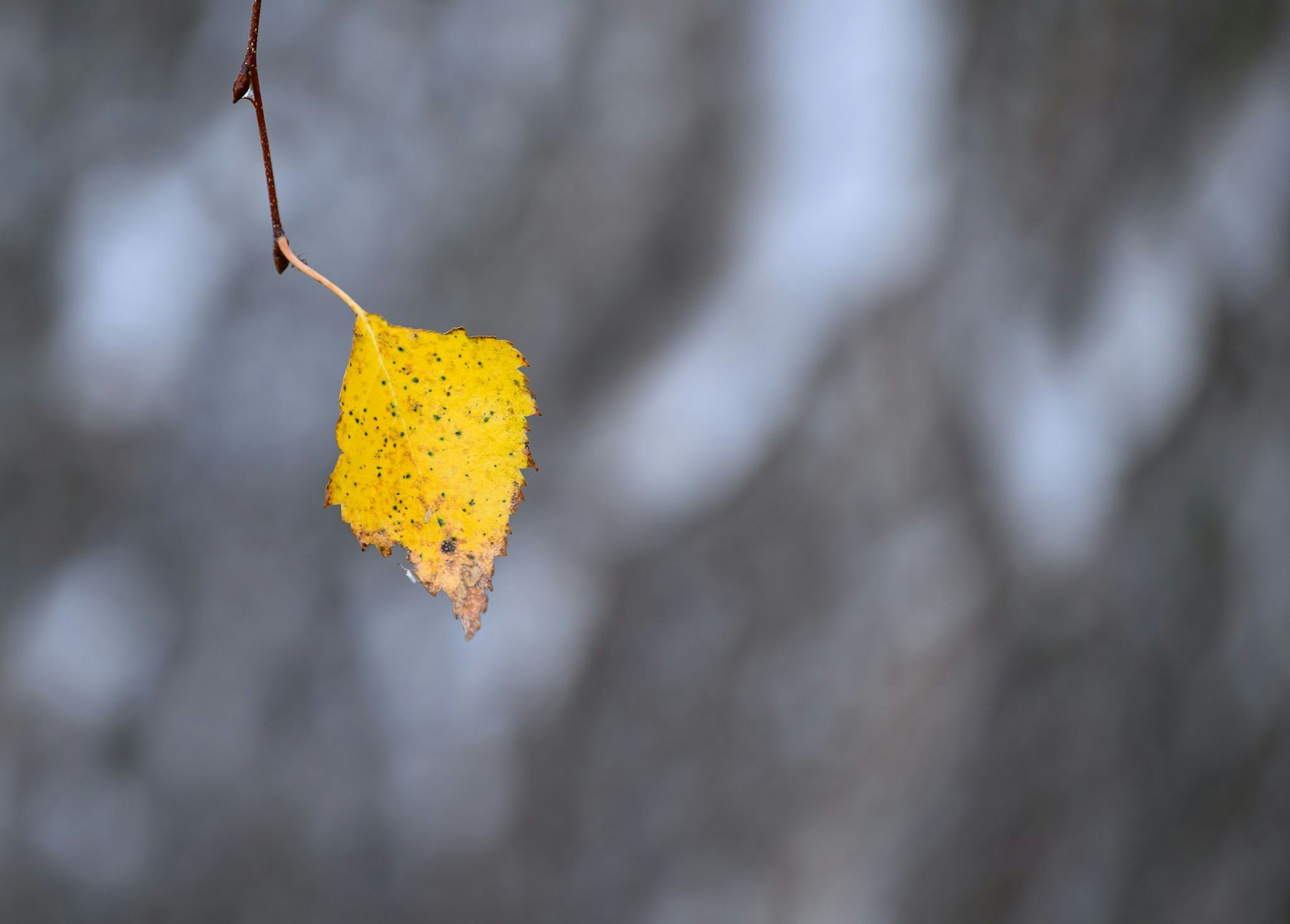 Die Blätter fallen, die Kälte kommt: Es ist Herbst in NRW, der Winter ist nicht mehr fern. (Symbolbild)