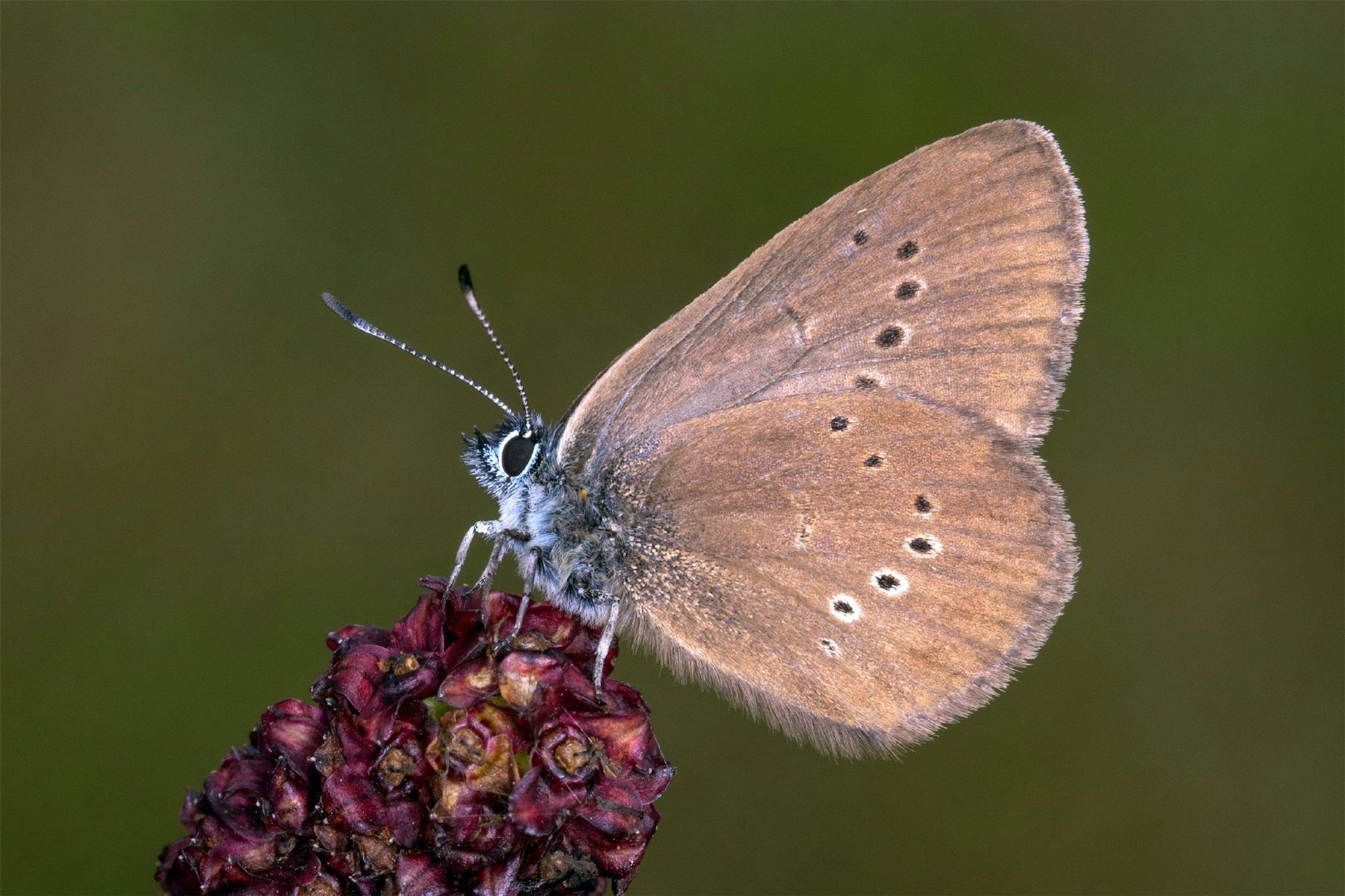 Der Dunkle Wiesenknopf-Ameisenbläuling ist der «Schmetterling des Jahres» 2026 .