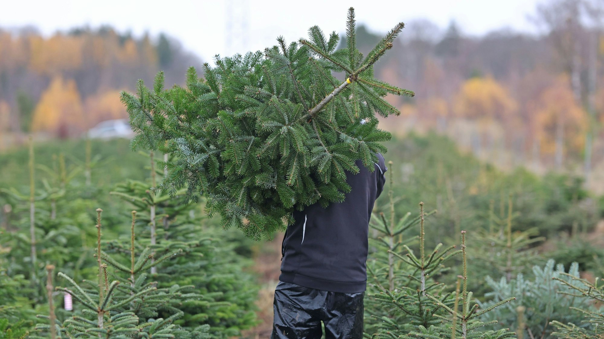 Ein Mann trägt eine Tanne.