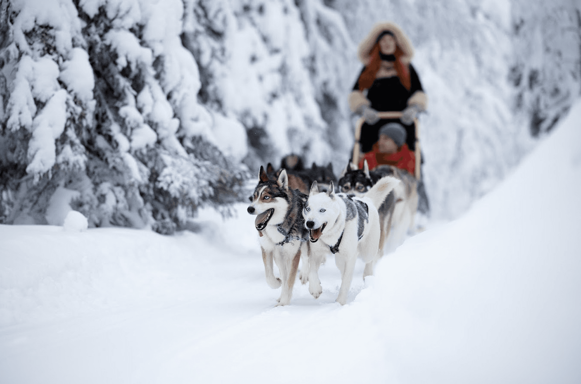 Das Bild zeigt eine Hundeschlittenfahrt durch die verschneiten Wälder Finnlands.