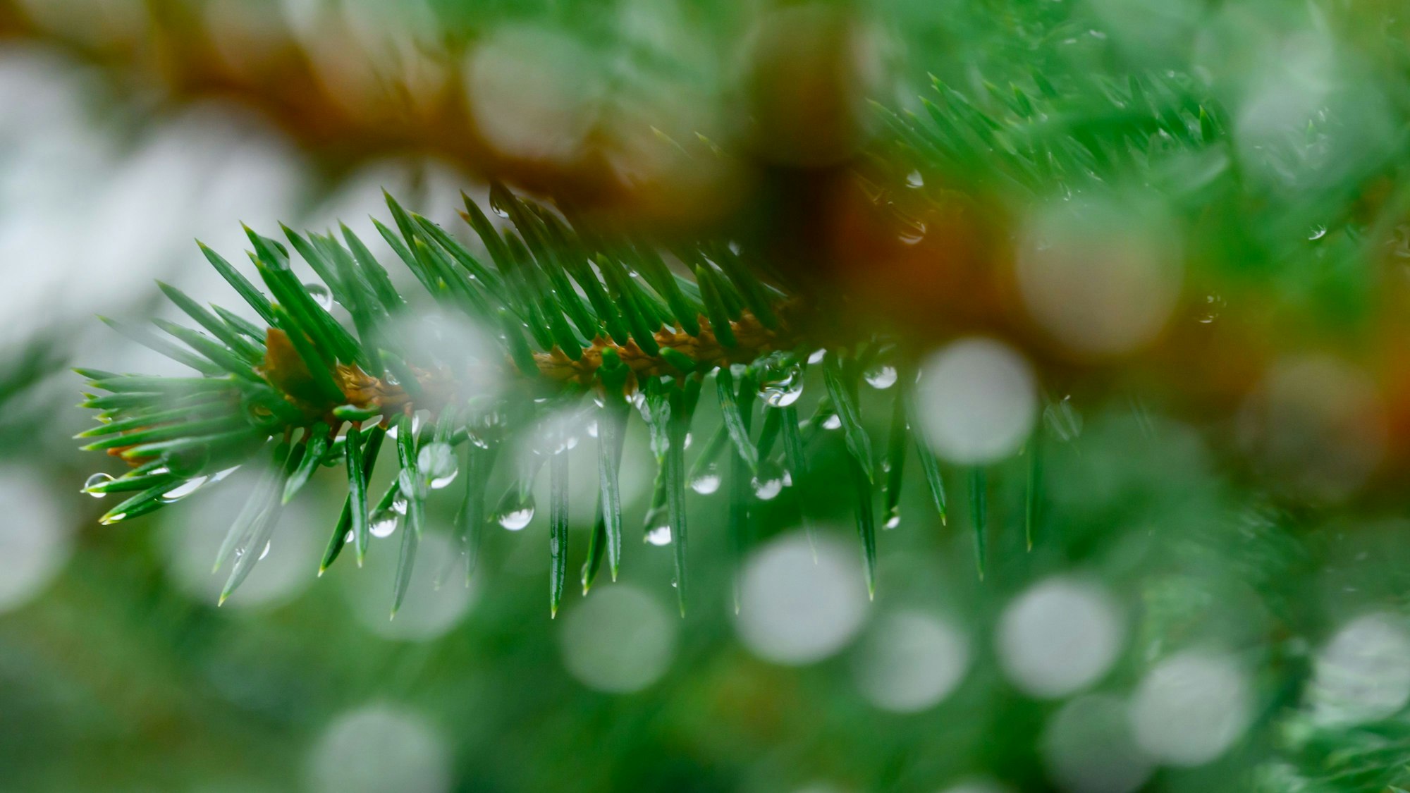 Es glitzern Regentropfen an den Nadeln einer Fichte. (Symbolbild)