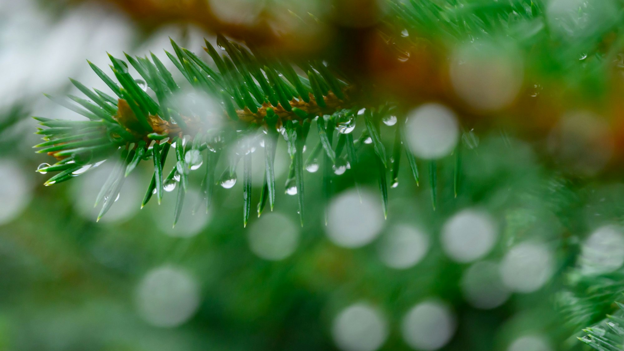 Es glitzern Regentropfen an den Nadeln einer Fichte. (Symbolbild)