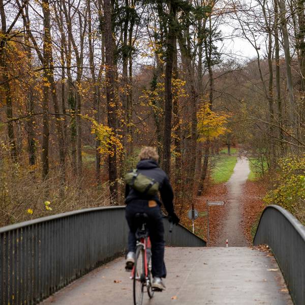 Ein Weg durch den Kölner Stadtwald in Lindenthal – die städtische Forstverwaltung bewirtschaftet in Köln eine Fläche von gut 4000 Hektar Wald.