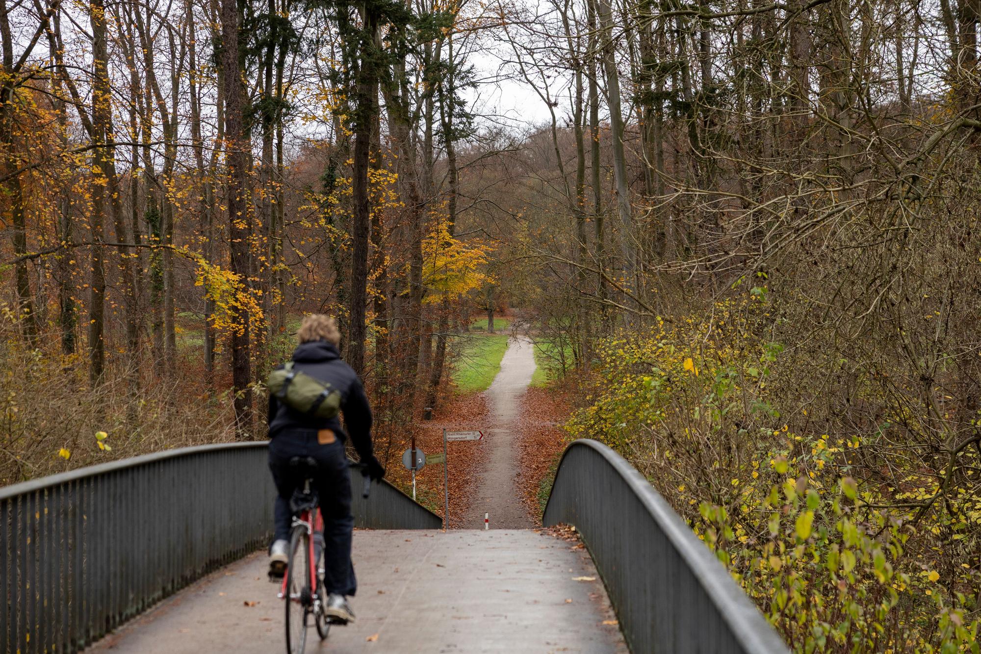 Ein Weg durch den Kölner Stadtwald in Lindenthal – die städtische Forstverwaltung bewirtschaftet in Köln eine Fläche von gut 4000 Hektar Wald.