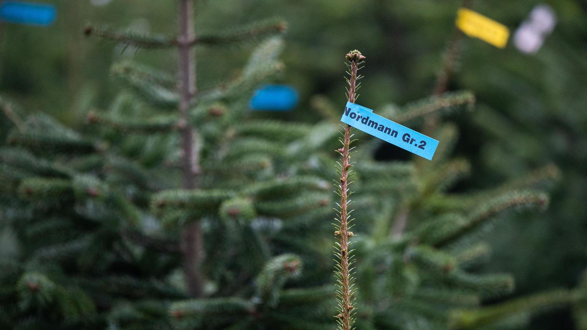 Weihnachtsbäume werden an einer Verkaufsstelle zum Verkauf angeboten. (Symbolbild)