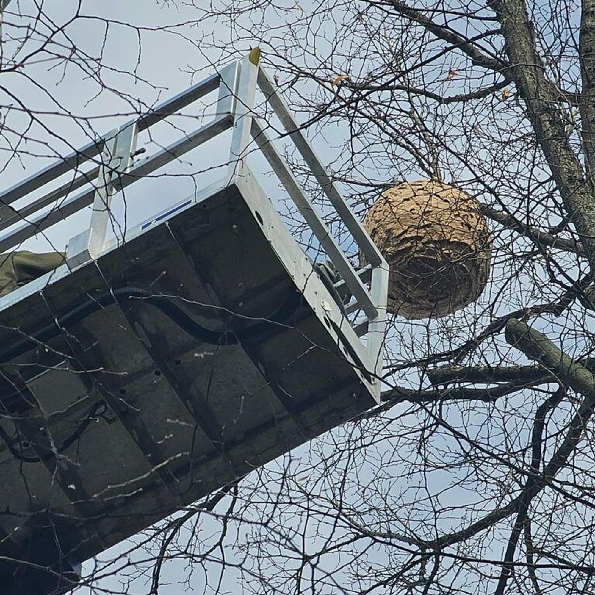 Das Nest der Asiatischen Hornisse wurde mithilfe eines Hubwagens entfernt.