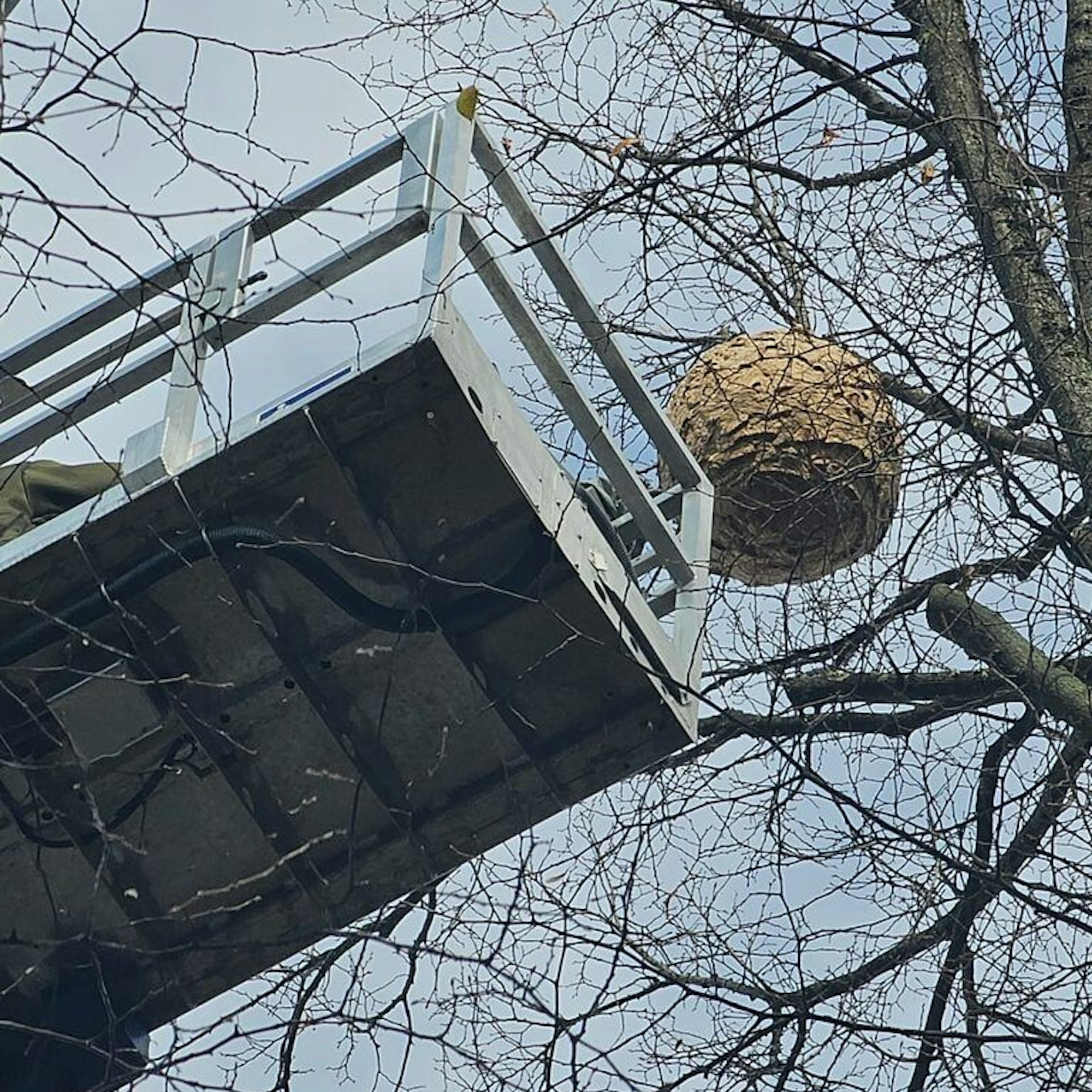 Das Nest der Asiatischen Hornisse wurde mithilfe eines Hubwagens entfernt.