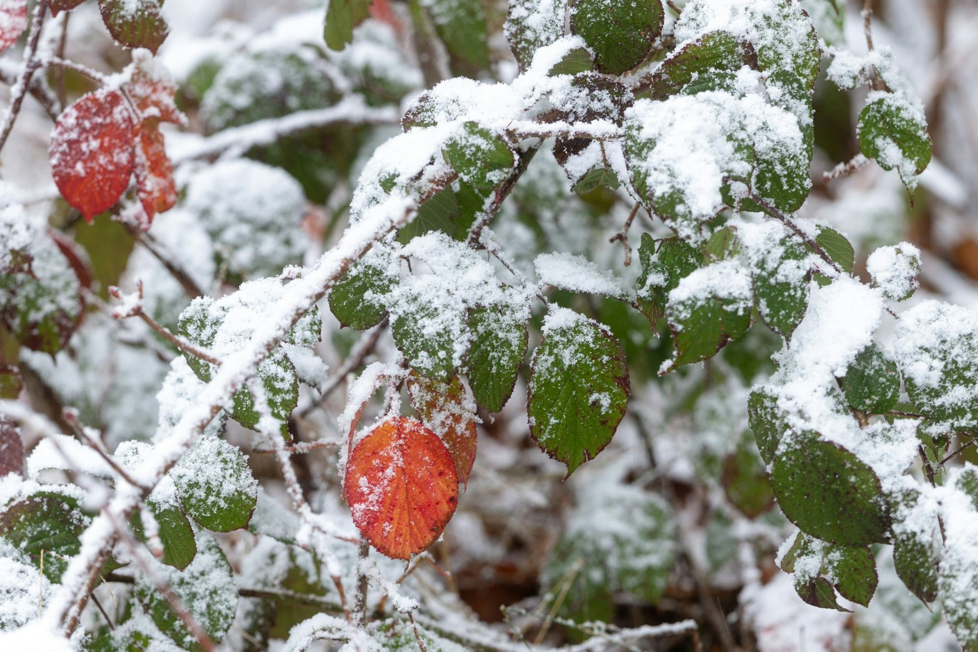 DWD: In den Alpen und im südlichen Vorland sind leichte Schneefälle möglich.