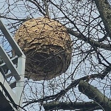 Das Nest in Hürth-Efferen hatte einen Durchmesser von etwa einem Meter.