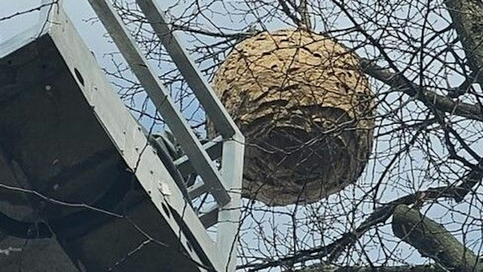 Das Nest in Hürth-Efferen hatte einen Durchmesser von etwa einem Meter.