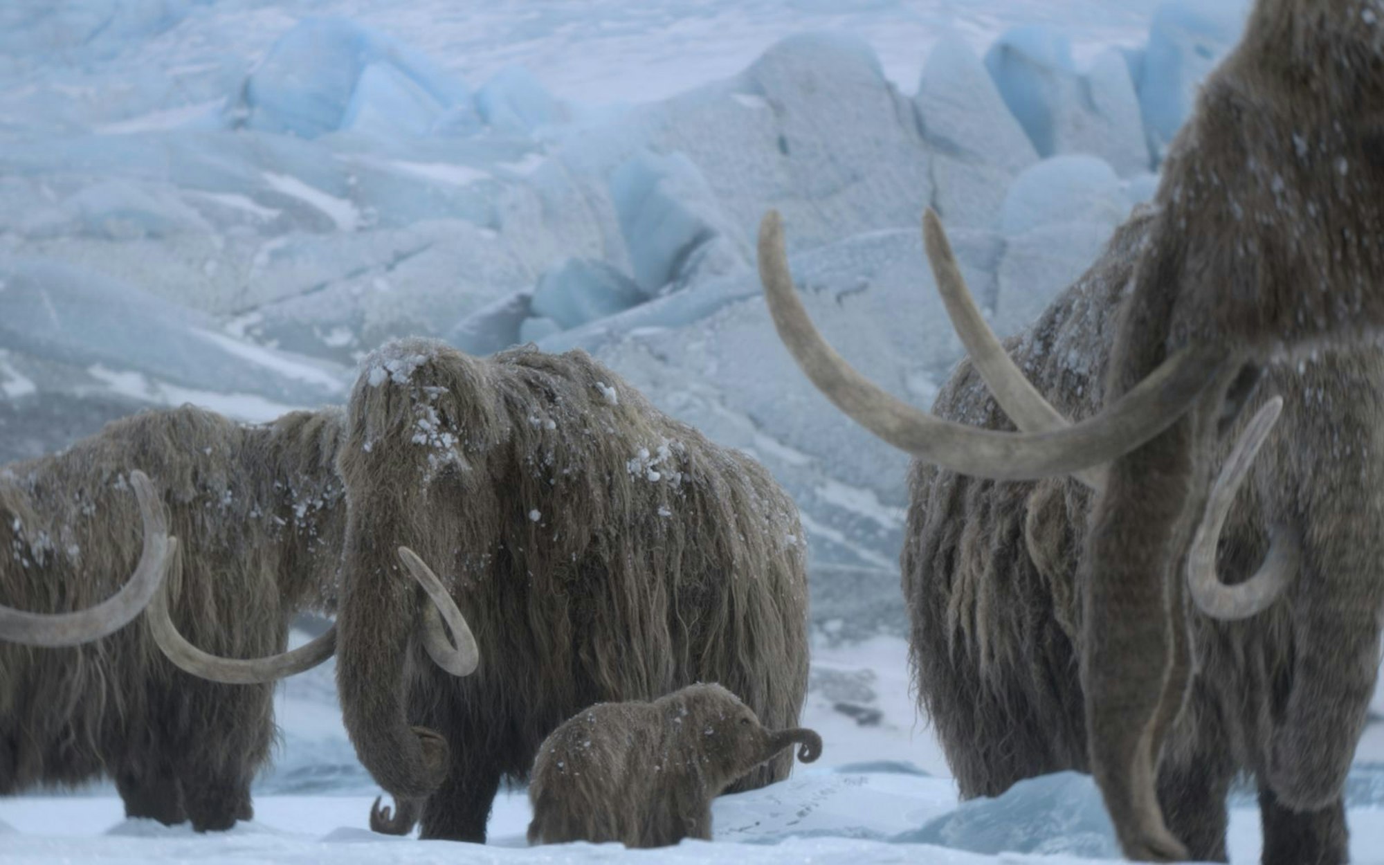 Mit „Ein Planet vor unserer Zeit: Eiszeit“ wagt sich die Reihe in neue Gefilde vor. (Bild: Apple TV)