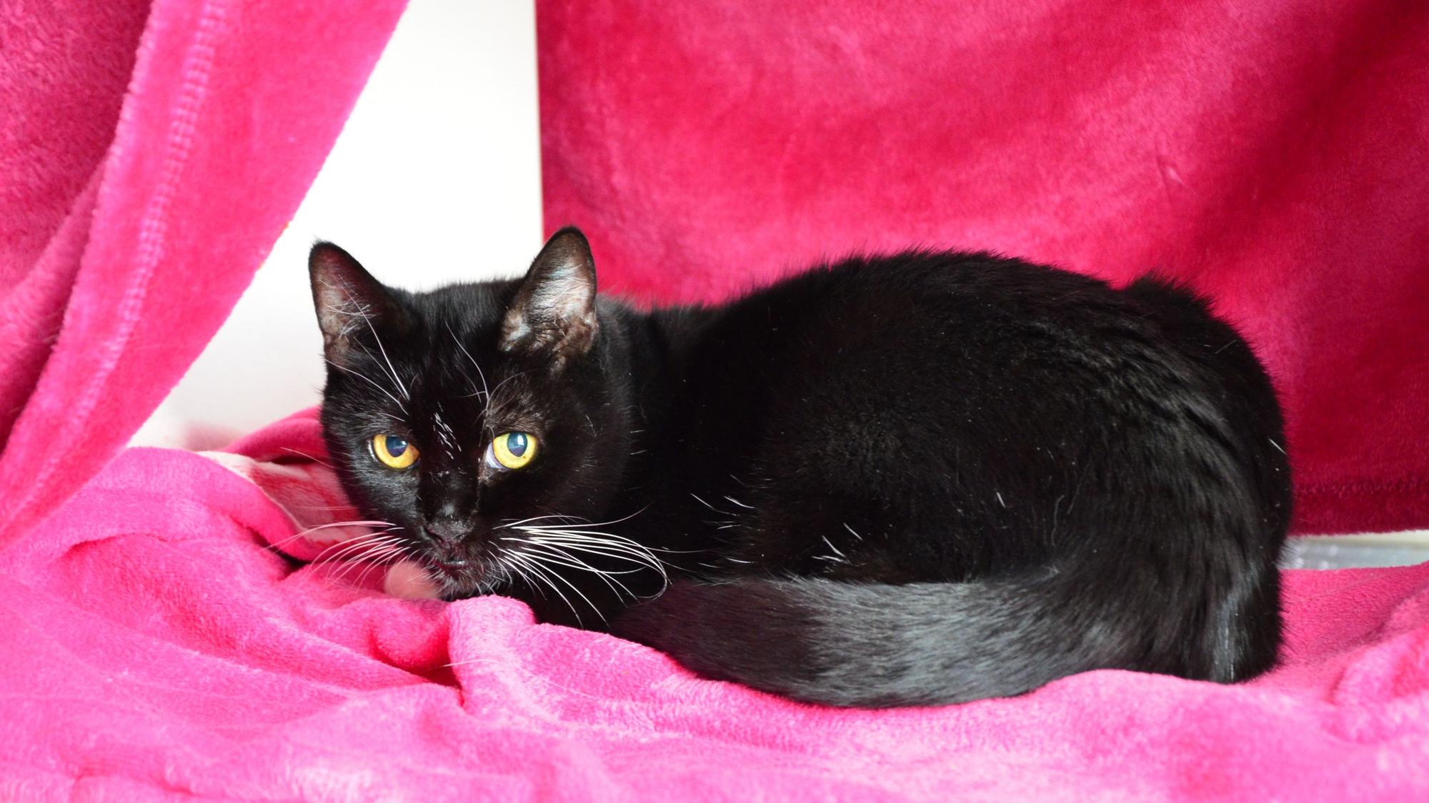Das Foto zeigt eine schwarze Katze.