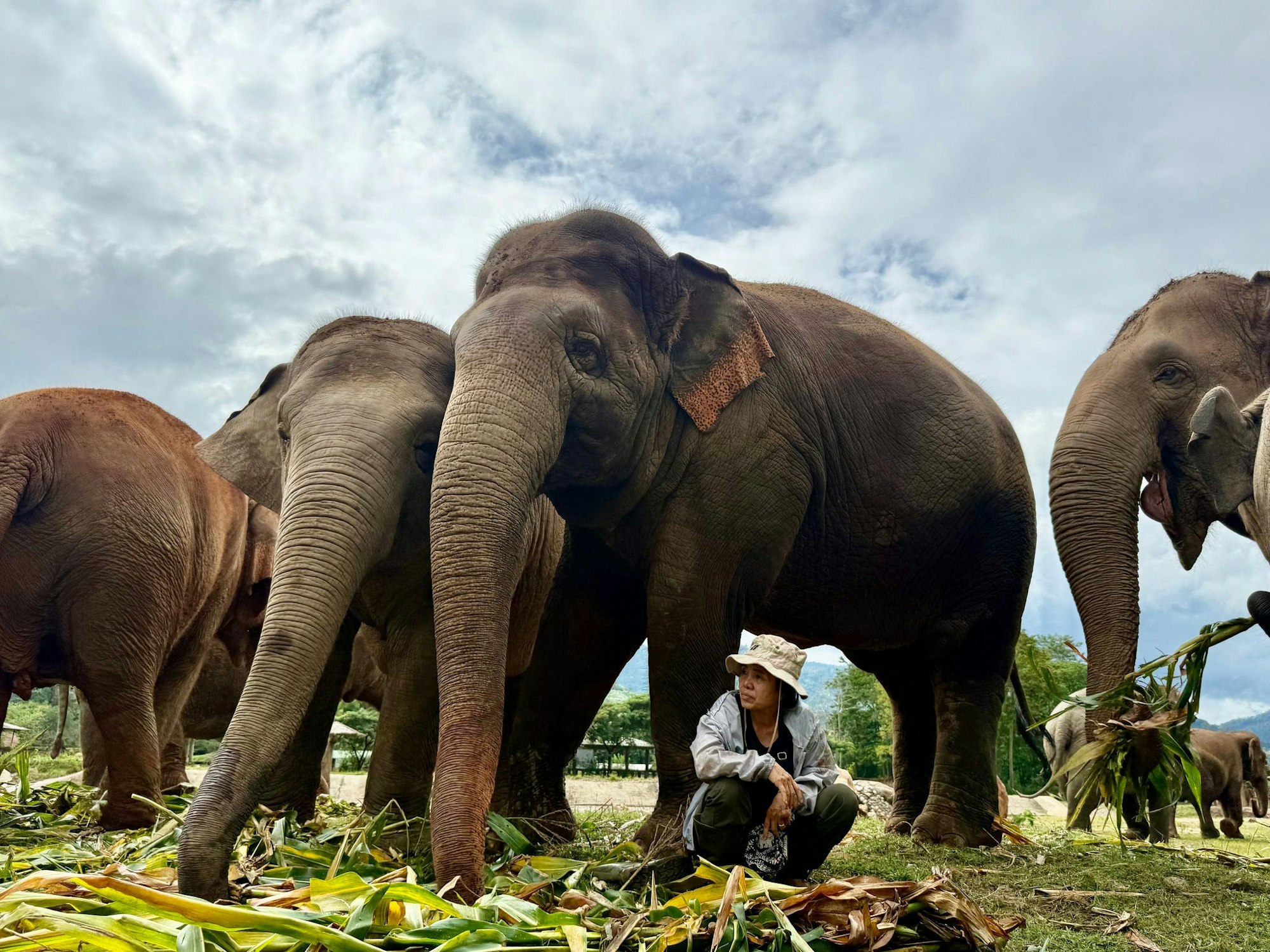 Völlig ohne Angst sitzt Lek oft unter den tonnenschweren Körpern ihrer Schützlinge.