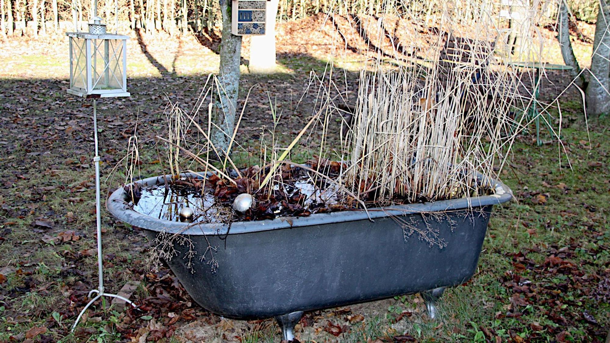 In einem Garten steht eine alte Badewanne, die mit Wasser gefüllt und mit Pflanzen bewachsen ist.