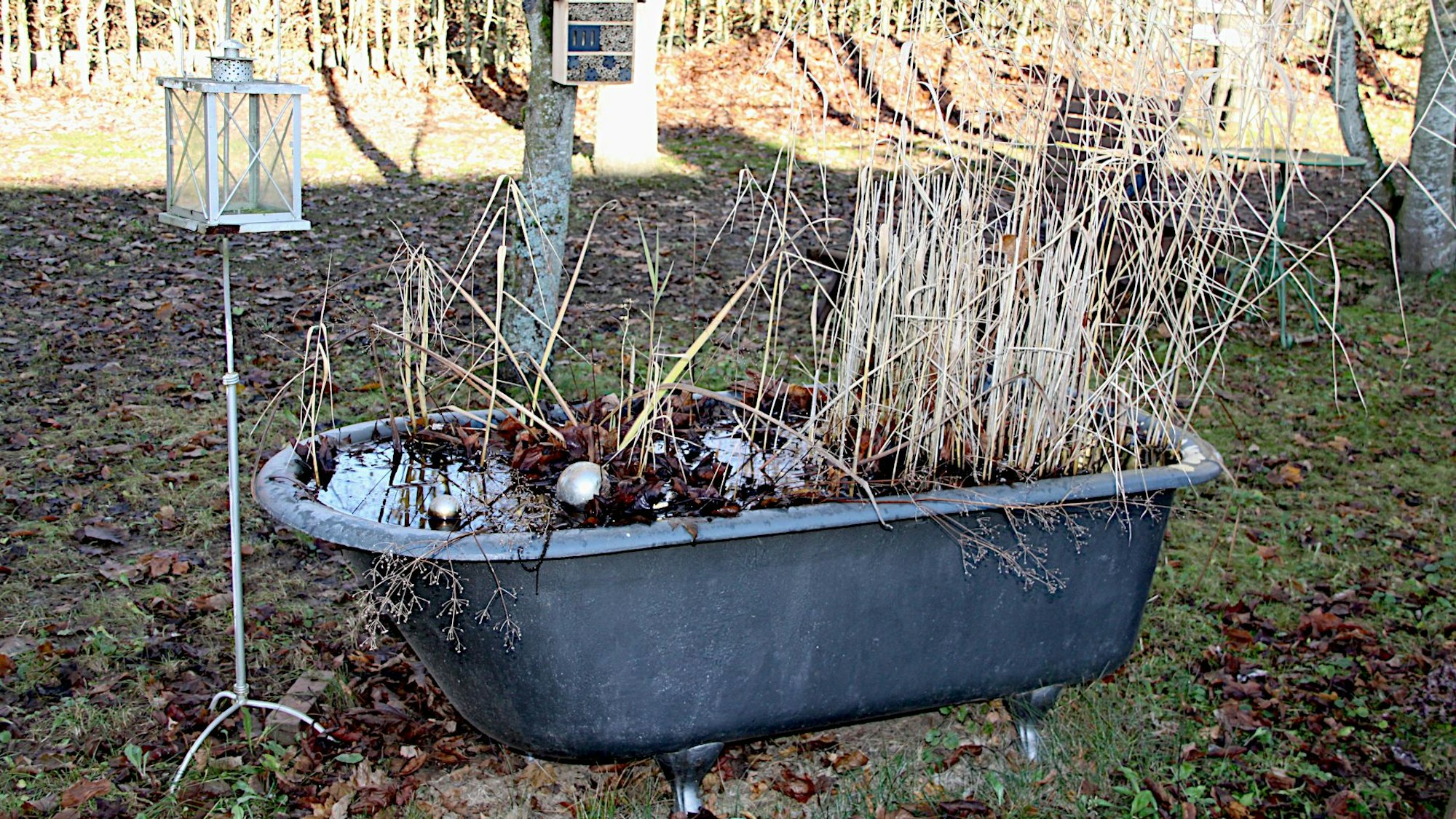 In einem Garten steht eine alte Badewanne, die mit Wasser gefüllt und mit Pflanzen bewachsen ist.