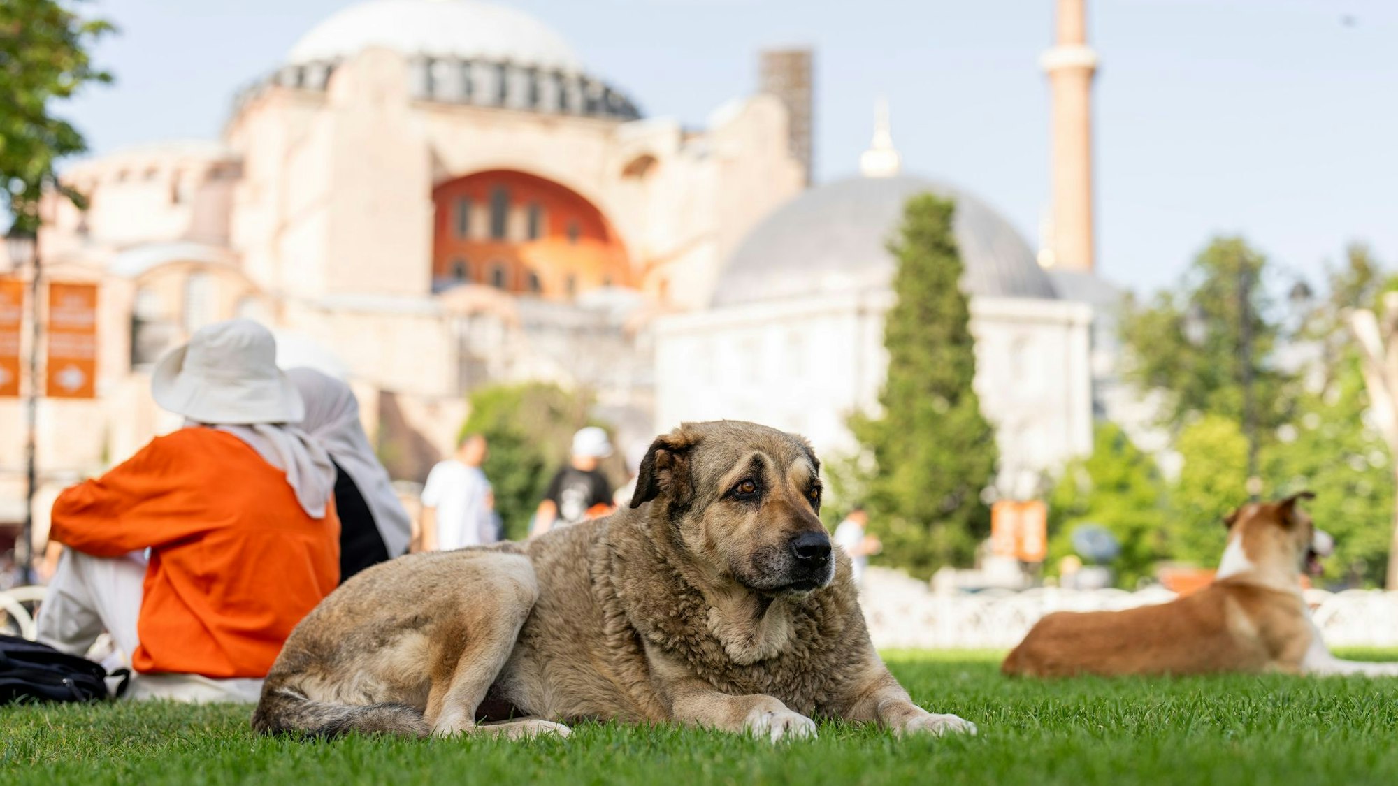 Straßenhunde in Istanbul sollen künftig nicht mehr gefüttert werden dürfen. (Archivbild)