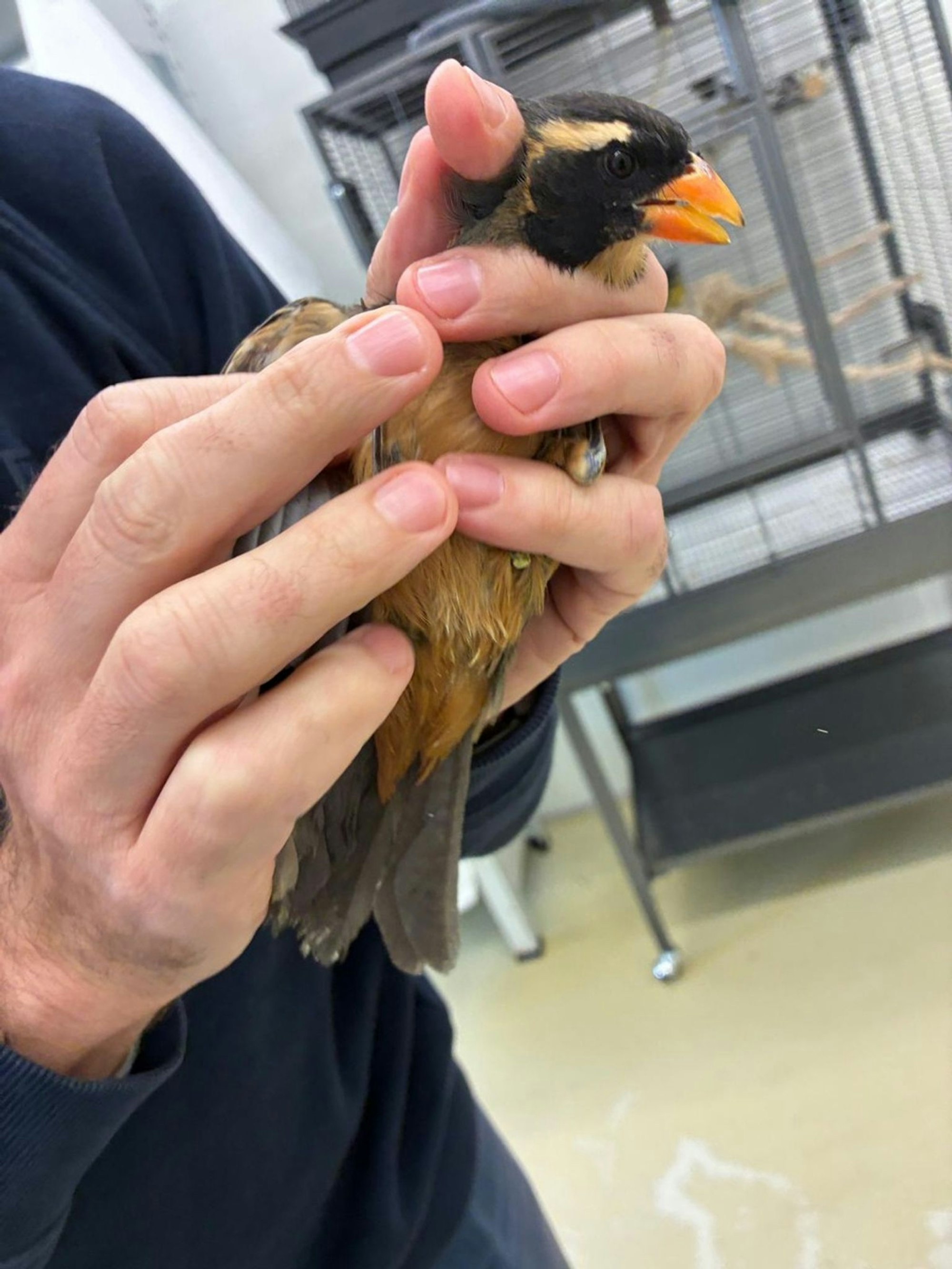 Insgesamt wurden sieben Singvögel im Gepäck der Reisenden entdeckt.