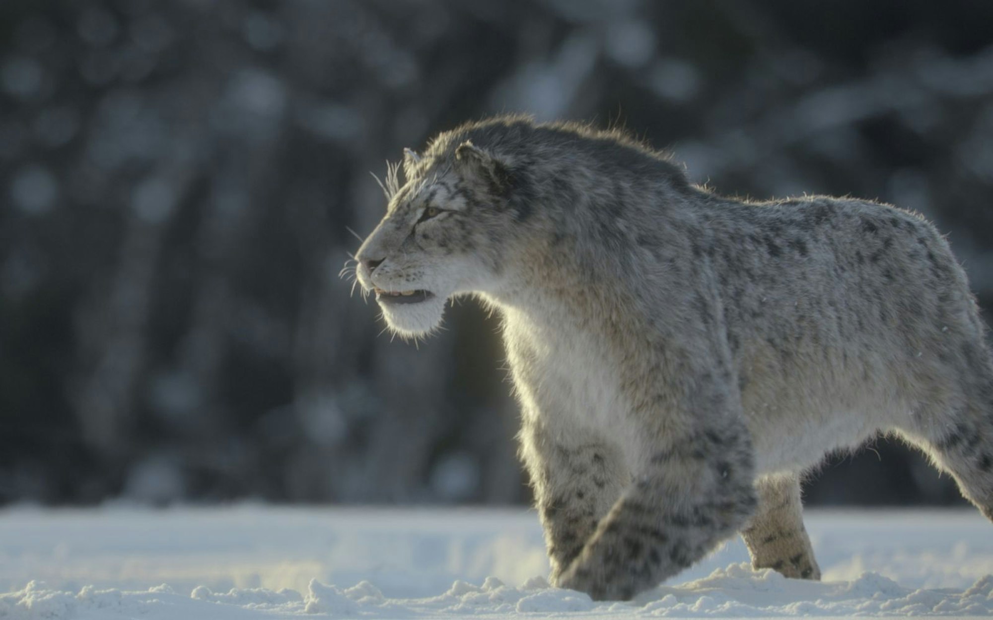Das Animations- und Special-Effects-Studio Framestore lässt auch in der dritten Staffel von „Ein Planet vor unserer Zeit“ ausgestorbene Spezies wie Säbelzahntiger lebendig werden. (Bild: Apple TV)