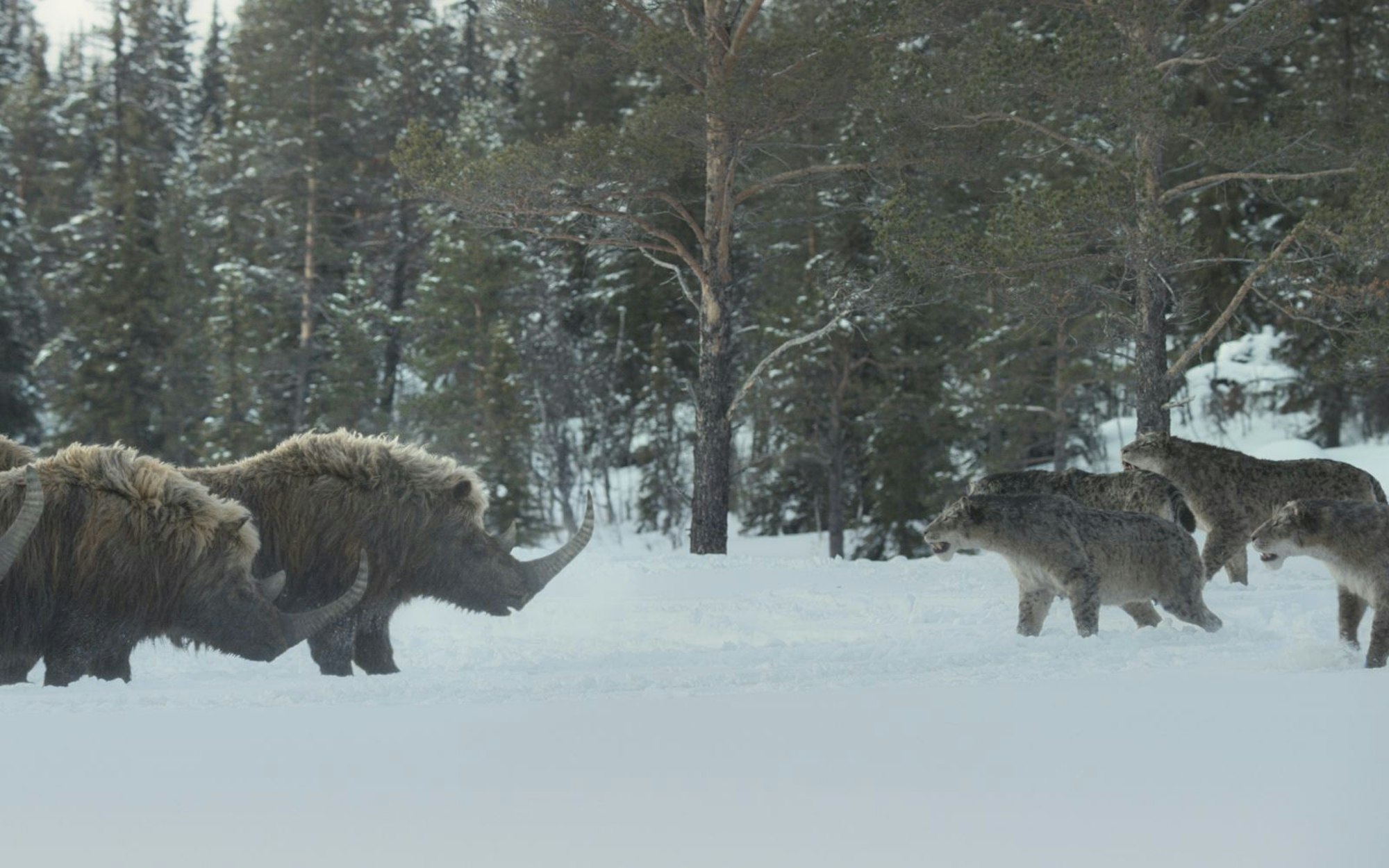 Der Fokus liegt bei „Ein Planet vor unserer Zeit: Eiszeit“ nicht nur auf schönen Bildern, sondern auch glaubhaften Szenen, basierend auf neuesten wissenschaftlichen Erkenntnissen. (Bild: Apple TV)