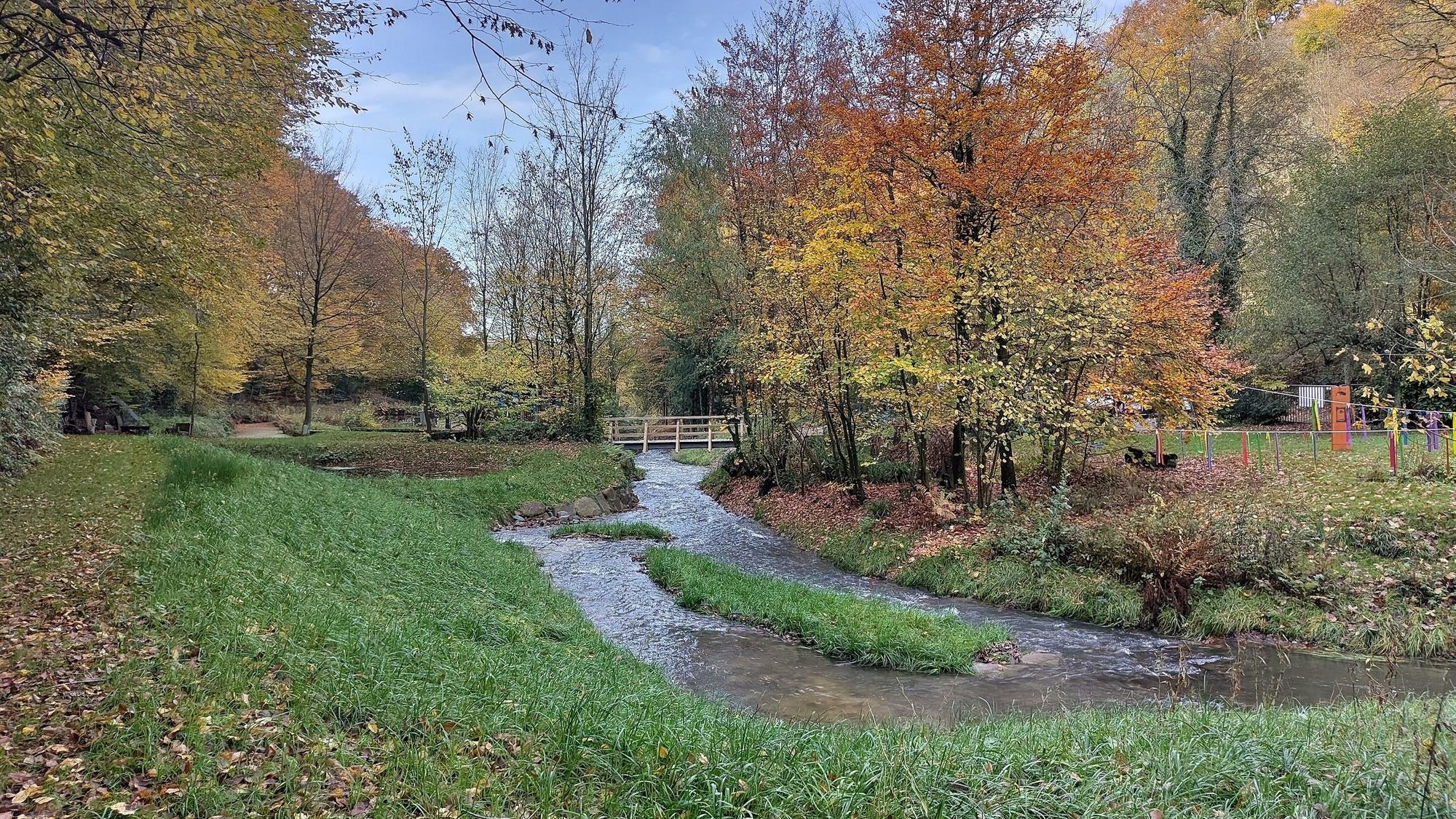 Der renaturierte Murbach im Sinneswald.