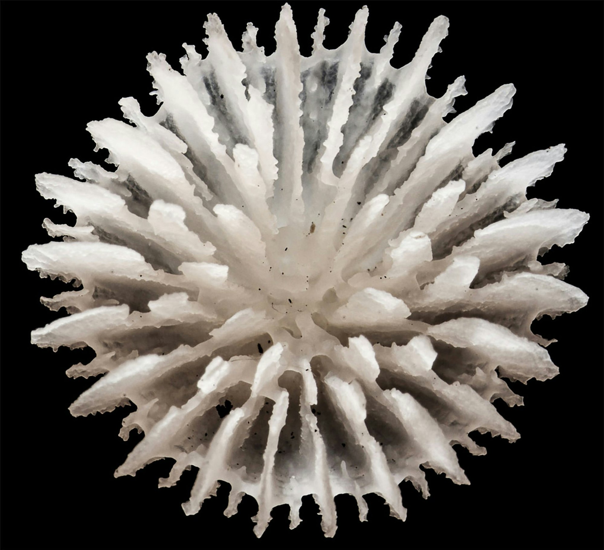 Gefunden wurden die Korallen in über 4000 Meter Tiefe zwischen Hawaii und Mexiko.