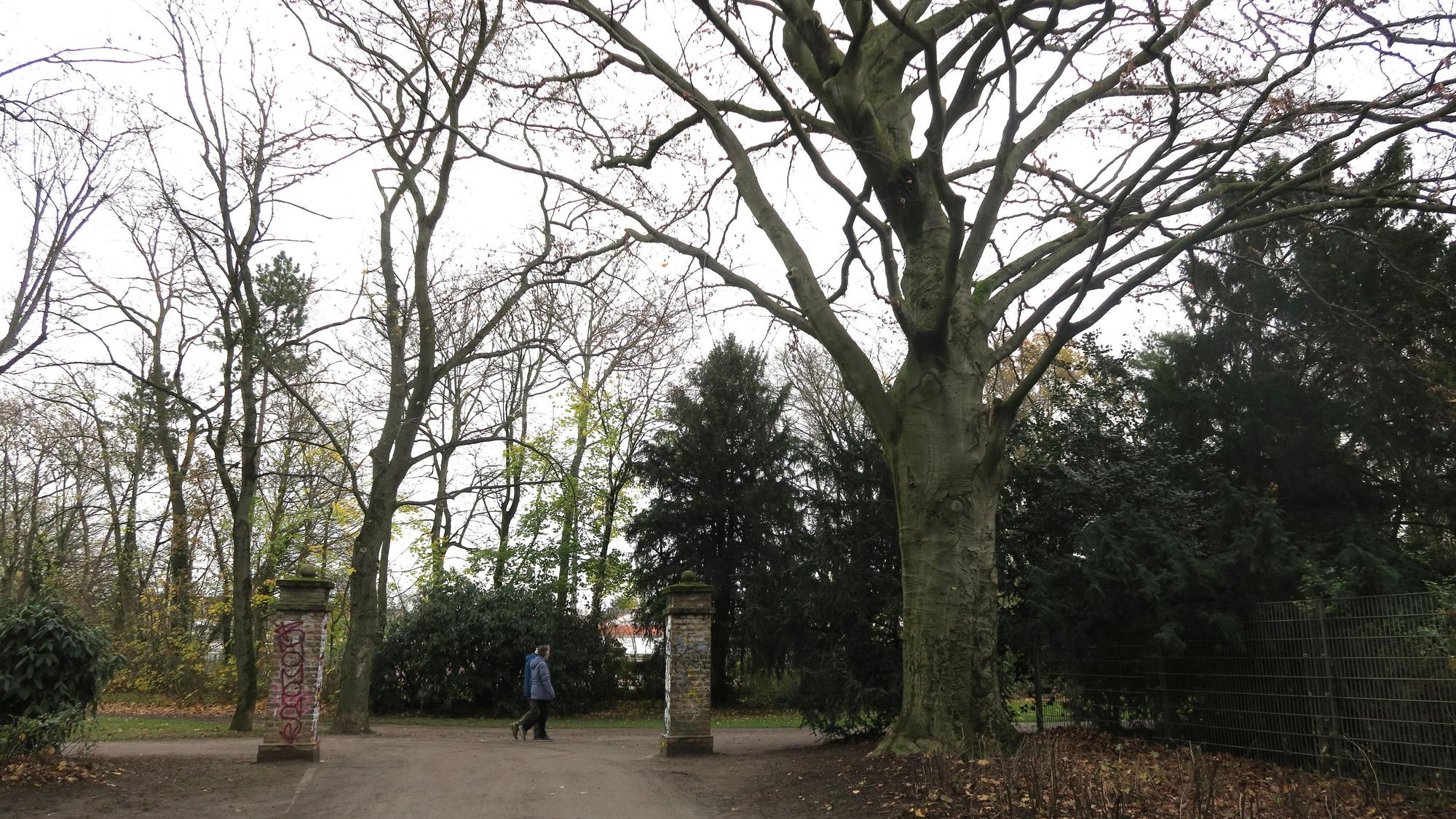 In einem Park stehen mächtige große Buchen.