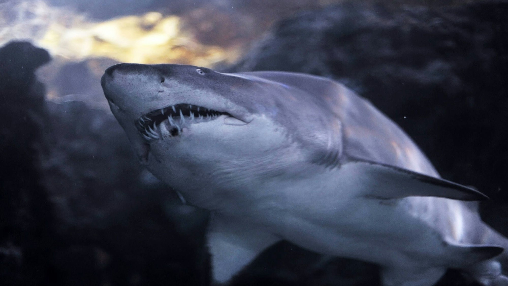 Ein Bullenhai schwimmt im Meer.