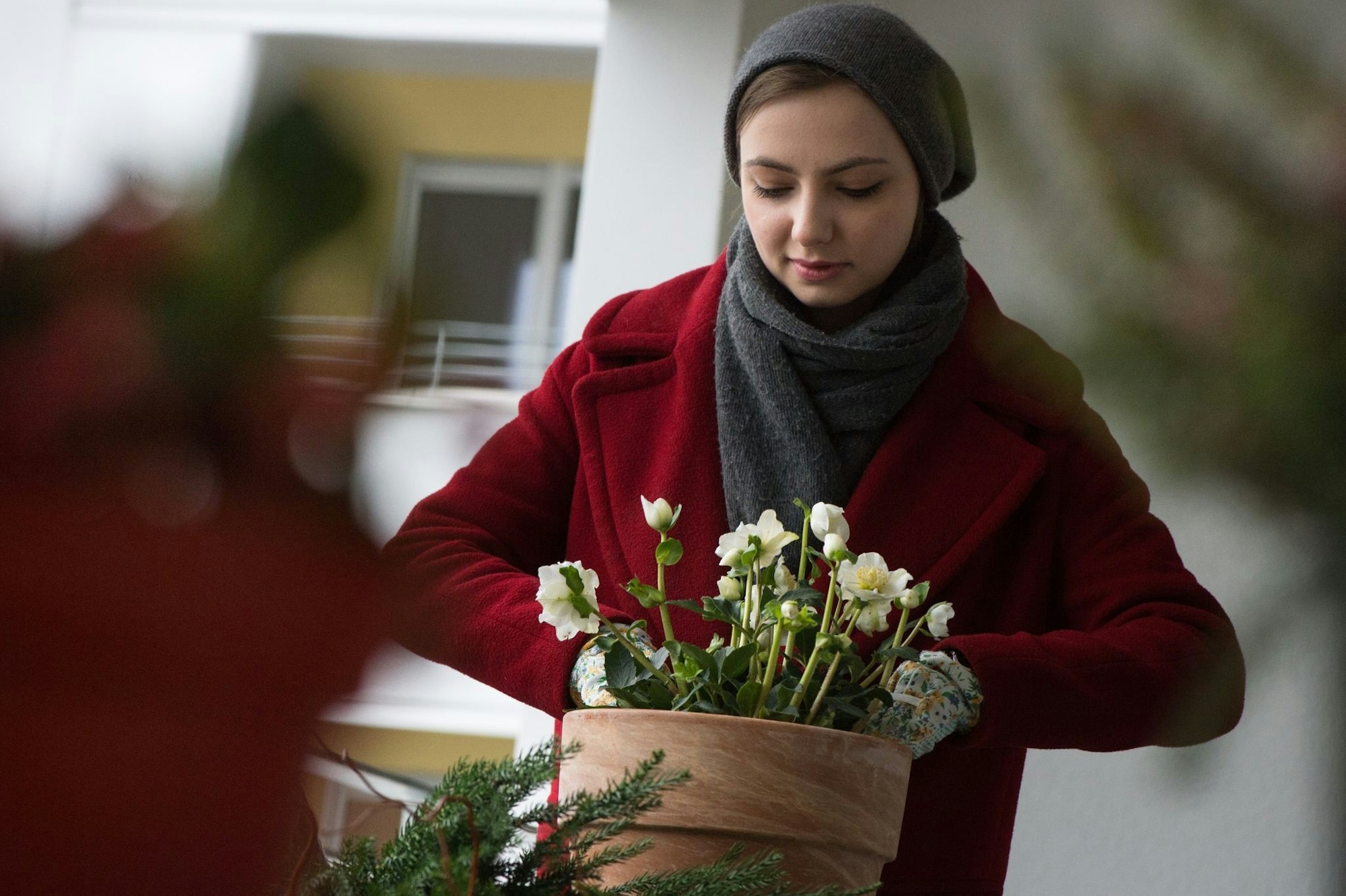 Christrosen sind winterharte Pflanzen, die sich gut für natürliche Weihnachtsdekorationen auf Balkon oder Terrasse eignen.