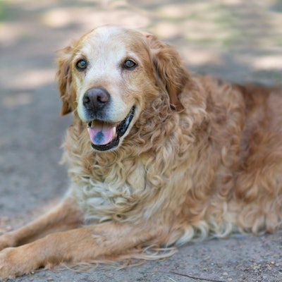 Das Foto zeigt einen liegenden Hund.