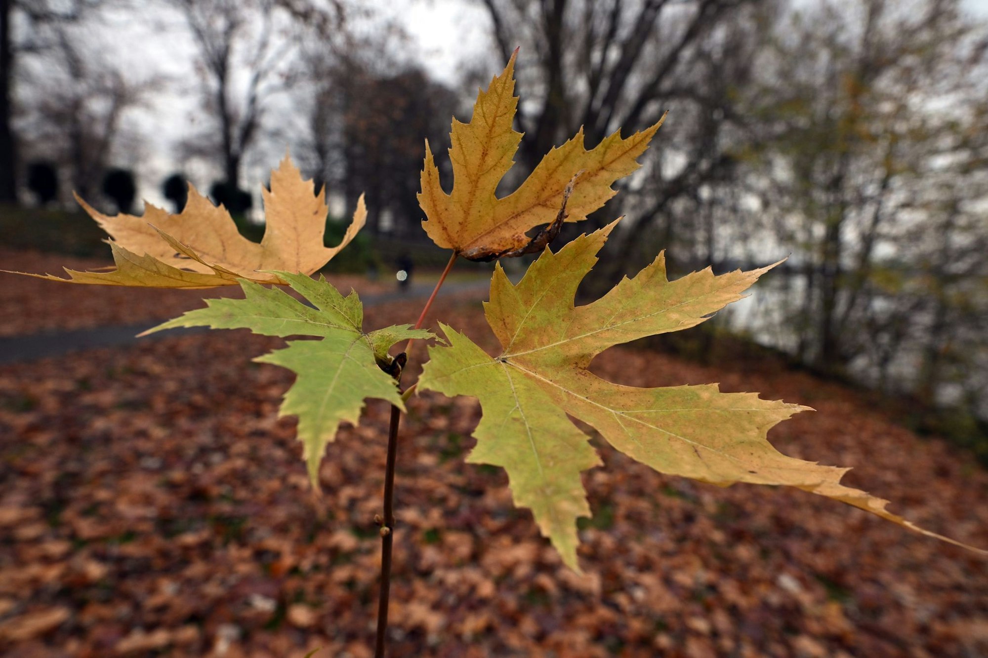 Der Deutsche Wetterdienst gibt an diesem Freitag seine Bilanz für den Herbst bekannt. (Symbolbild)