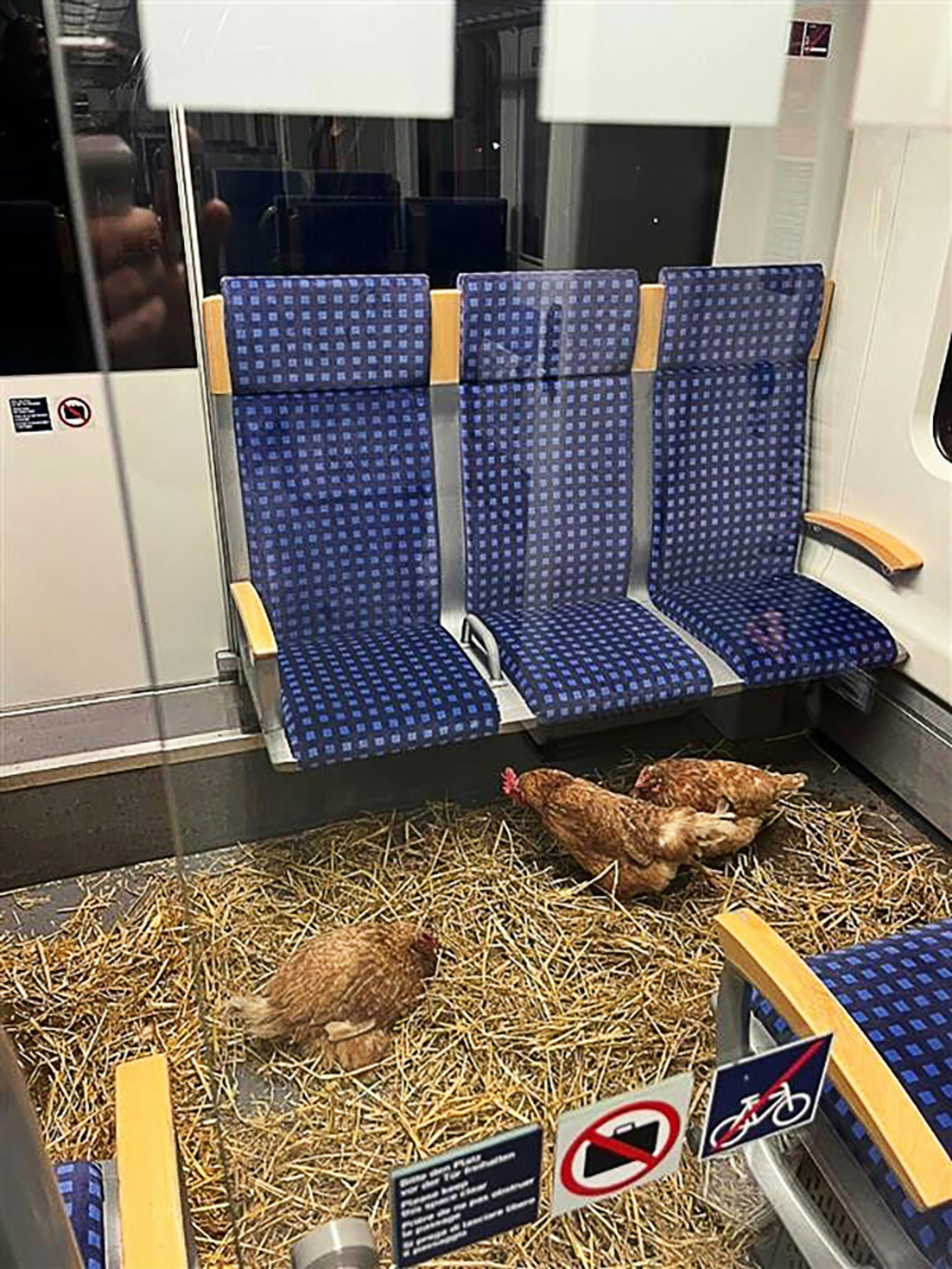 Im Erste-Klasse-Abteil der S-Bahn saßen drei Hennen auf einer Strohschicht.