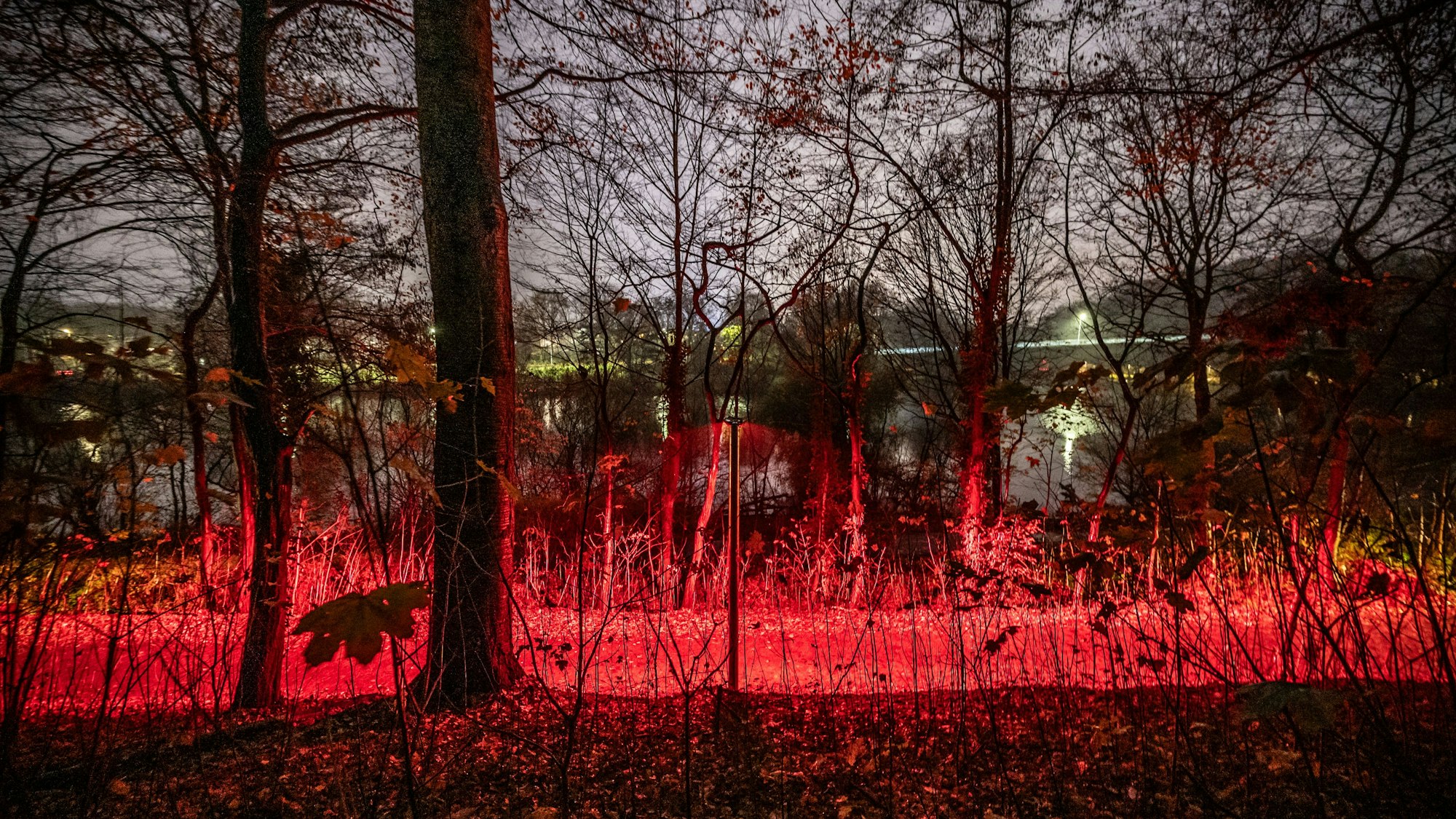 Insektenfreundliches Licht ist rot. Die EVL erprobt auf dem Rundweg am Steinbücheler See Die EVL (Energieversorgung Leverkusen) hat die alten Lampen ersetzt. Die neuen strahlen jetzt ein so reines Rotlicht ab, wie man es früher aus Dunkelkammern kannte, nur heller.eine umweltfreundliche Beleuchtung. Bild: Ralf Krieger