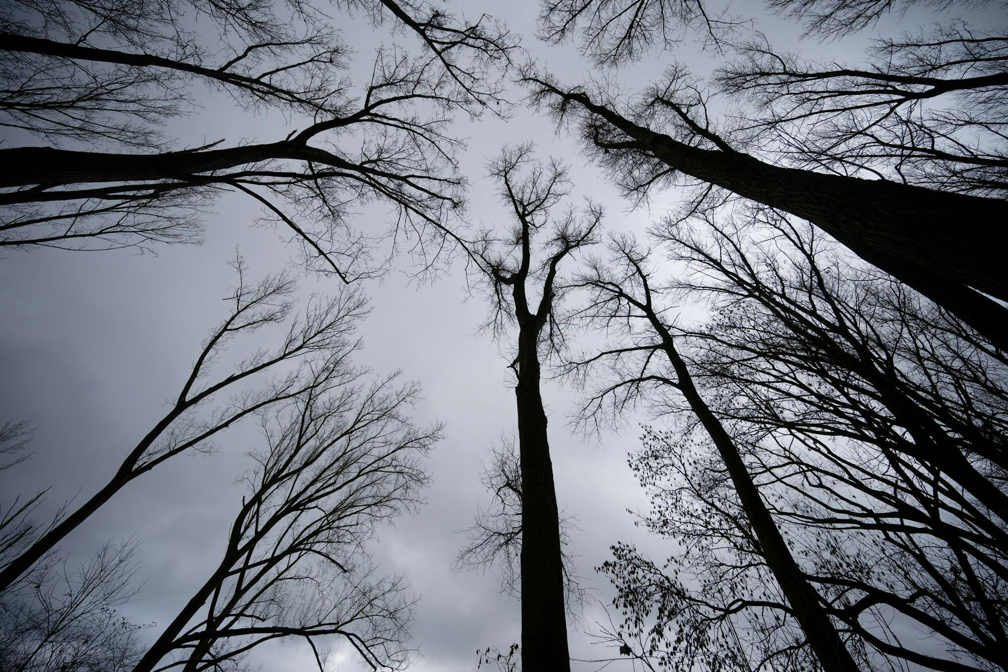 Auch in der ersten Dezemberwoche soll es überwiegend grau bleiben.