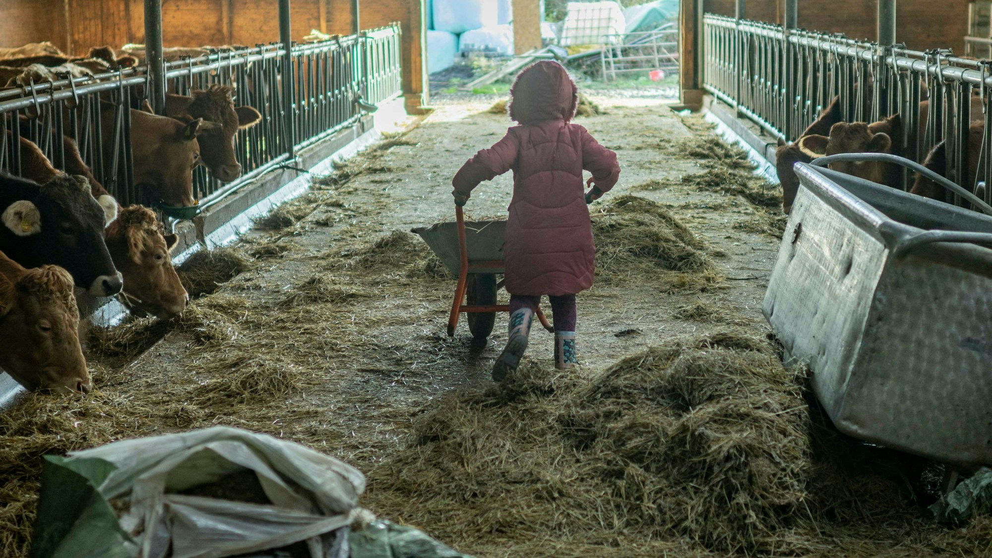 Das Bild zeigt eine Schülerin, die mithilfe einer Schubkarre Mist wegfährt. An der Seite fressen Kühe Heu.