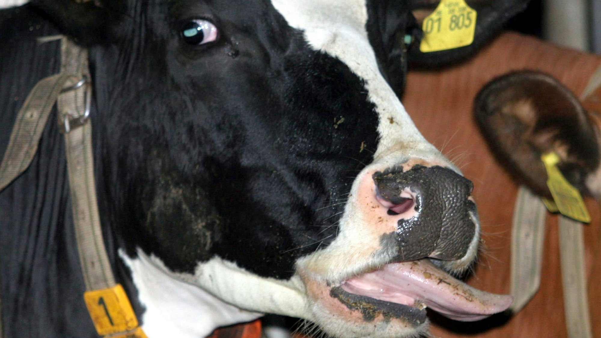 Eine von der Blauzungen-Krankheit betroffenen Kuh steht in einem Stall eines Bauerhofes.