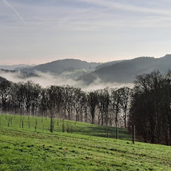 Eine Wiese mit Bäumen liegt im Nebel.