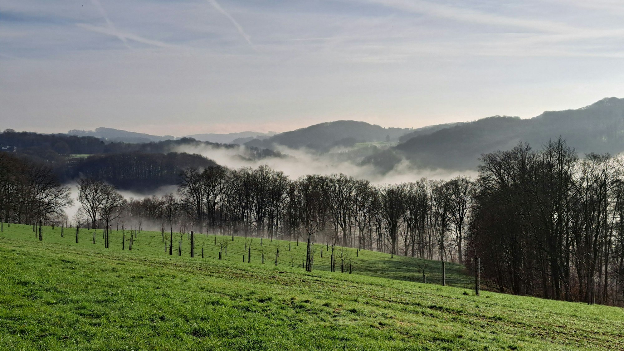 Eine Wiese mit Bäumen liegt im Nebel.
