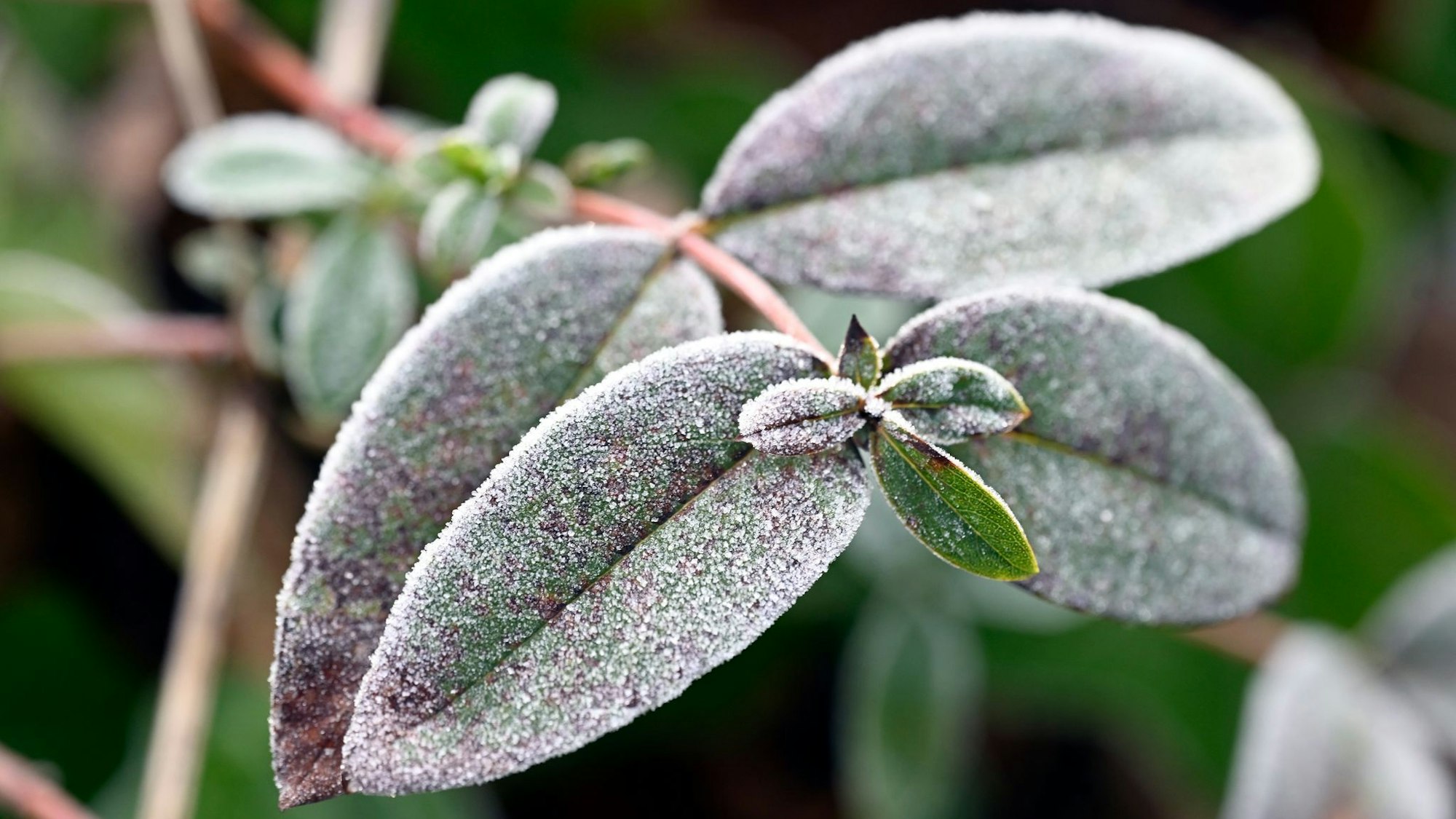 Kalter Wochenstart mit Frost, Glätte und Nebel in NRW. (Symbolbild)