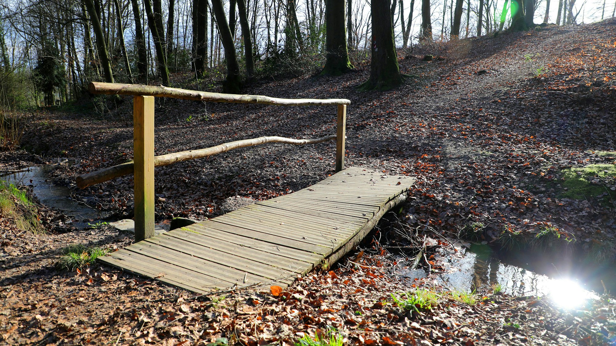 Die Rundwanderung startet zum Beispiel am „Siegelsknippen“ als Waldspaziergang. Ein Forstweg verläuft durch die Stille des Kaldauer Waldes. (Archivbild)