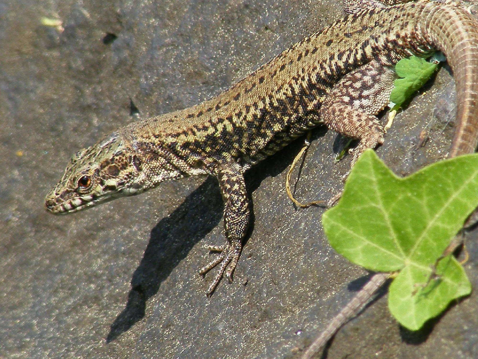Das Bild zeigt eine Mauereidechse.