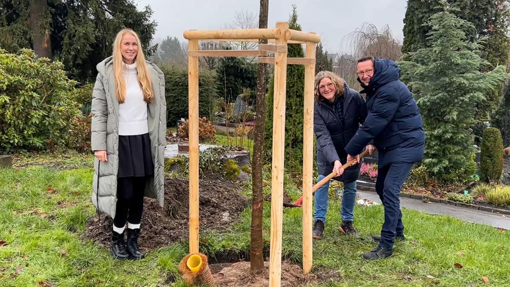 Pflanzung von Winterlinden