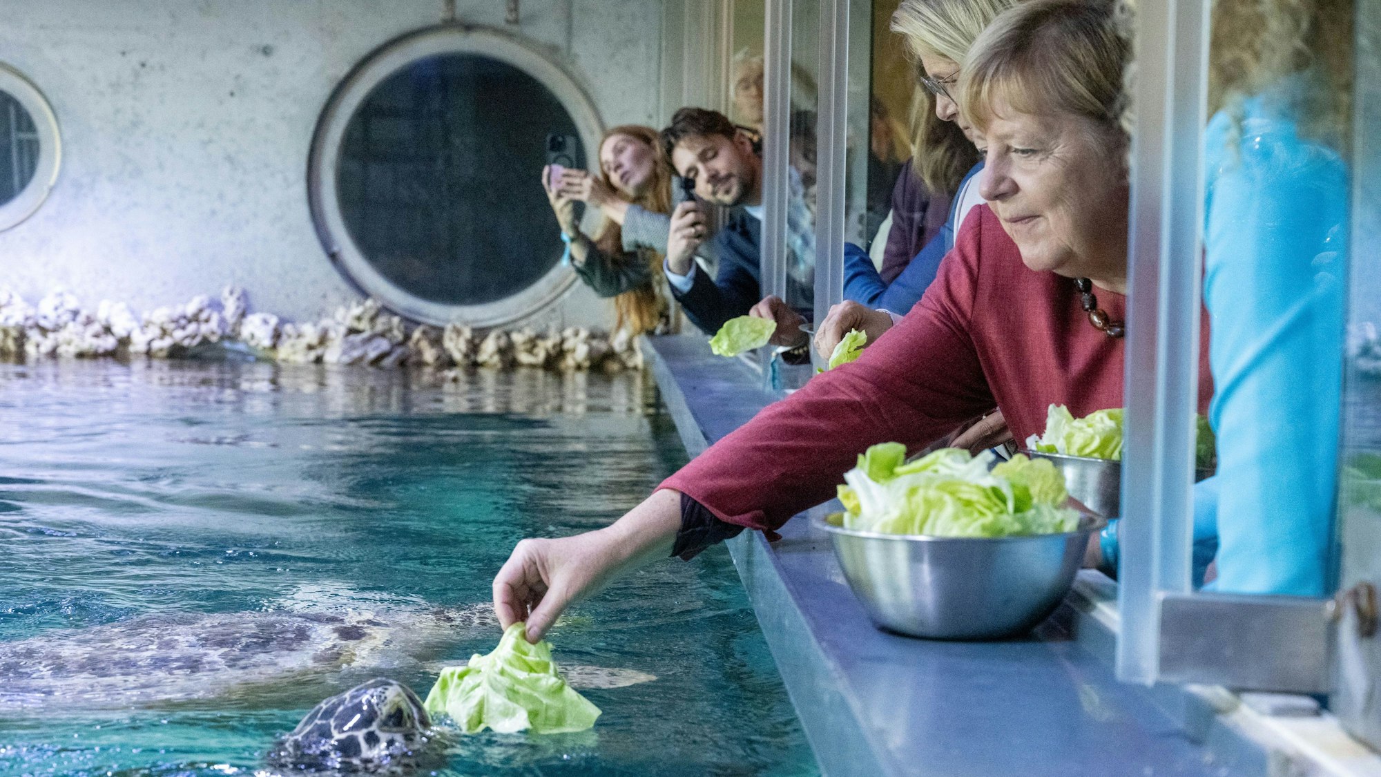 Angela Merkel (CDU), ehemalige Bundeskanzlerin, besucht nach dem Festakt zum Abschluss der Modernisierung des Meeresmuseums die Ausstellung und den Aquarien-Keller mit den Schildkröten und füttert eine Grüne Meeresschildkröte mit einem Salatblatt.