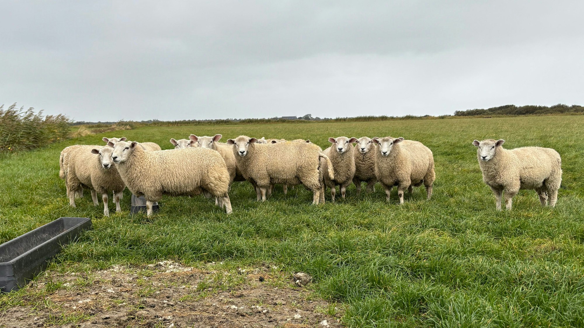 Schafe stehen auf einer Wiese.